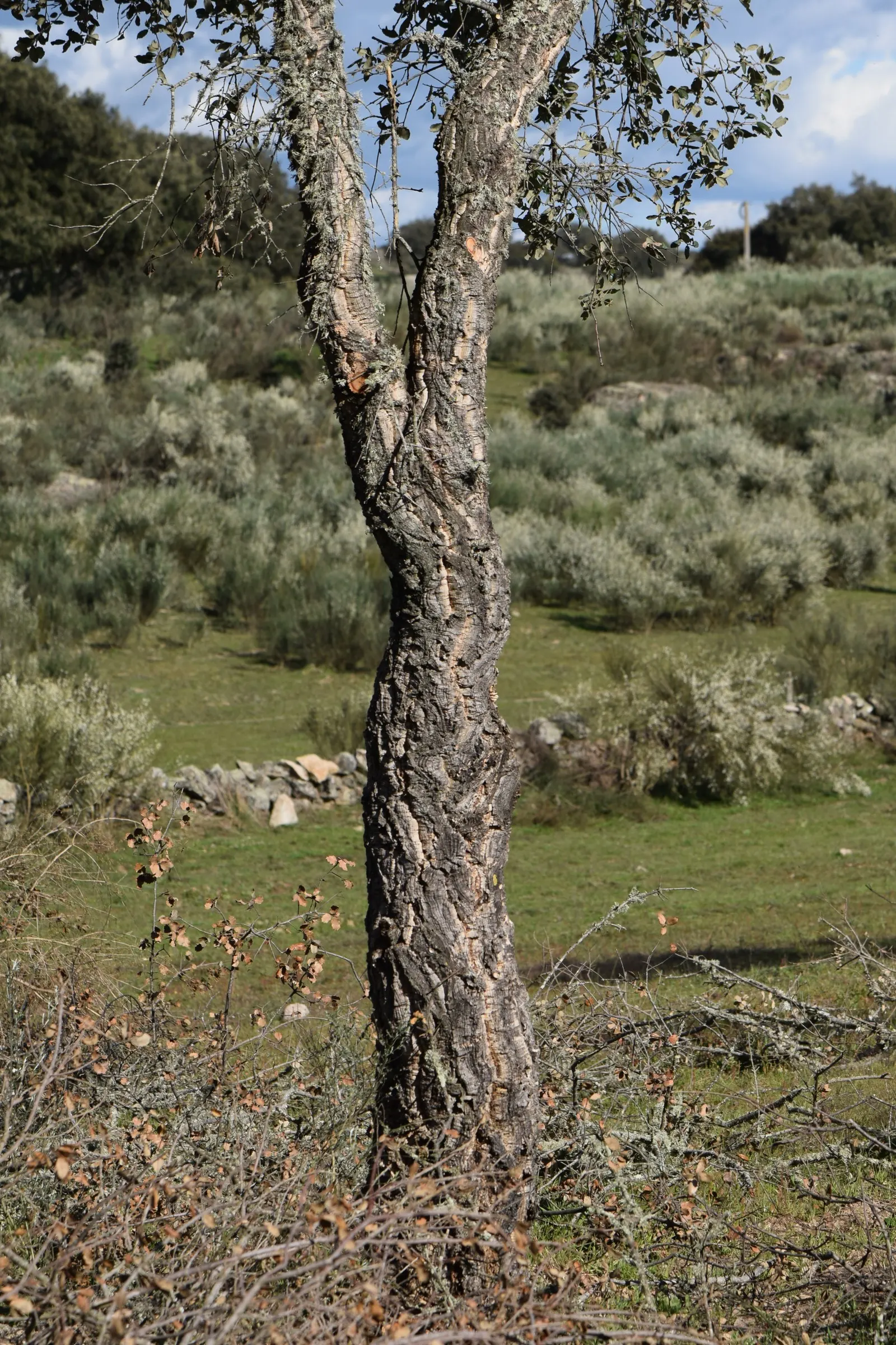 Cork Oak (Quercus Suber) — renewable bark used in cork production