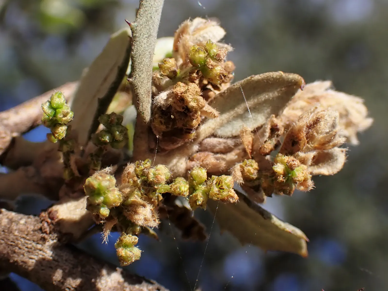 Cork Oak (Quercus Suber) — The Cork Oak (Quercus suber) is a picturesque evergreen