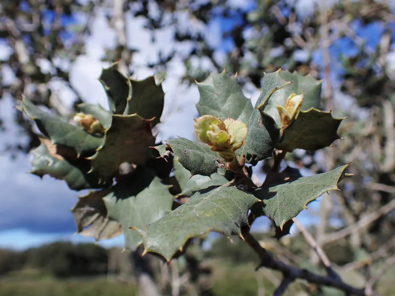 Cork Oak (Quercus Suber) — favoring well-drained soils and full sun