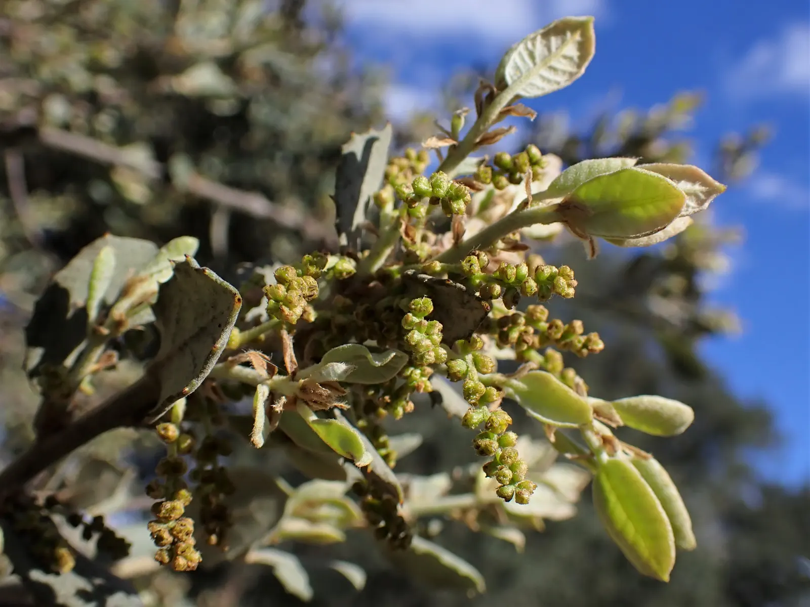 Cork Oak (Quercus Suber) — Native to the Mediterranean region