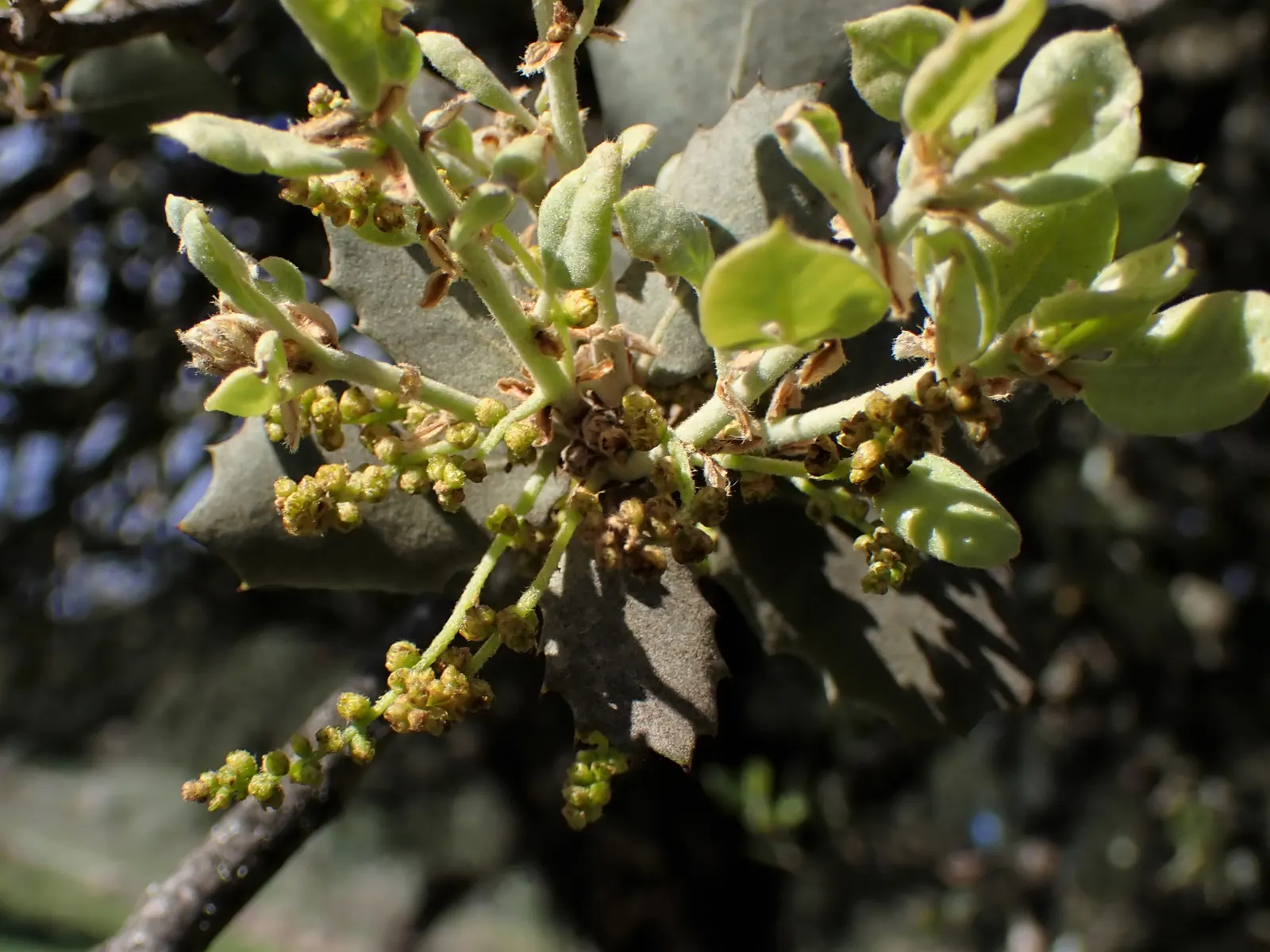 Cork Oak (Quercus Suber) — Cork Oaks are drought-resistant once established, making them ideal for xeriscaping and water-wise gardens; this species flourishes