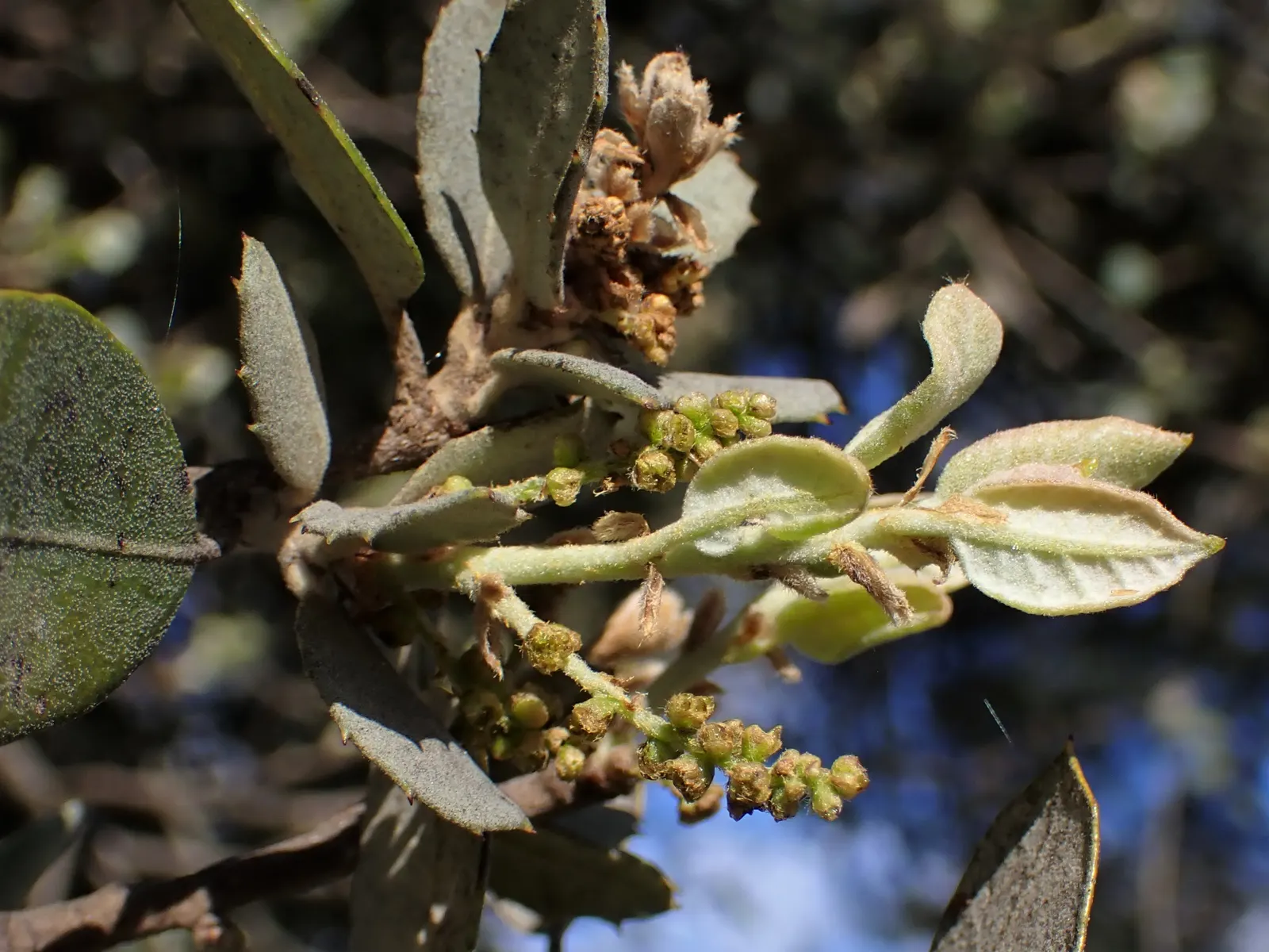 Cork Oak (Quercus Suber) — requiring minimal pruning and care post-establishment; and when mature can reach heights of 40 to 60 feet