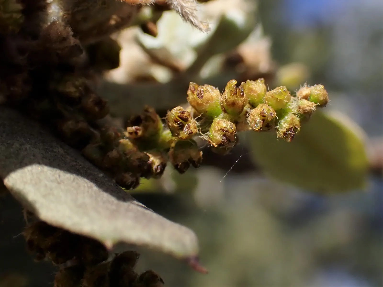 Cork Oak (Quercus Suber) — The Cork Oak (Quercus suber) is a picturesque evergreen; it reaches up to 65 feet tall and 50 feet wide