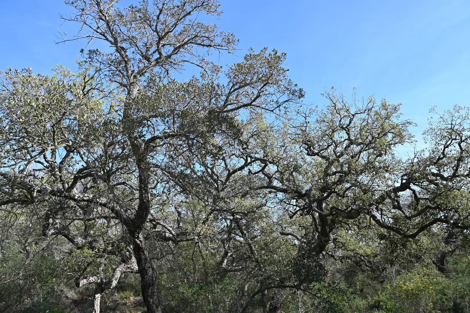 Cork Oak (Quercus Suber) — favoring well-drained soils and full sun; making it a majestic presence in any landscape design.<br><br>Featuring a, image 45
