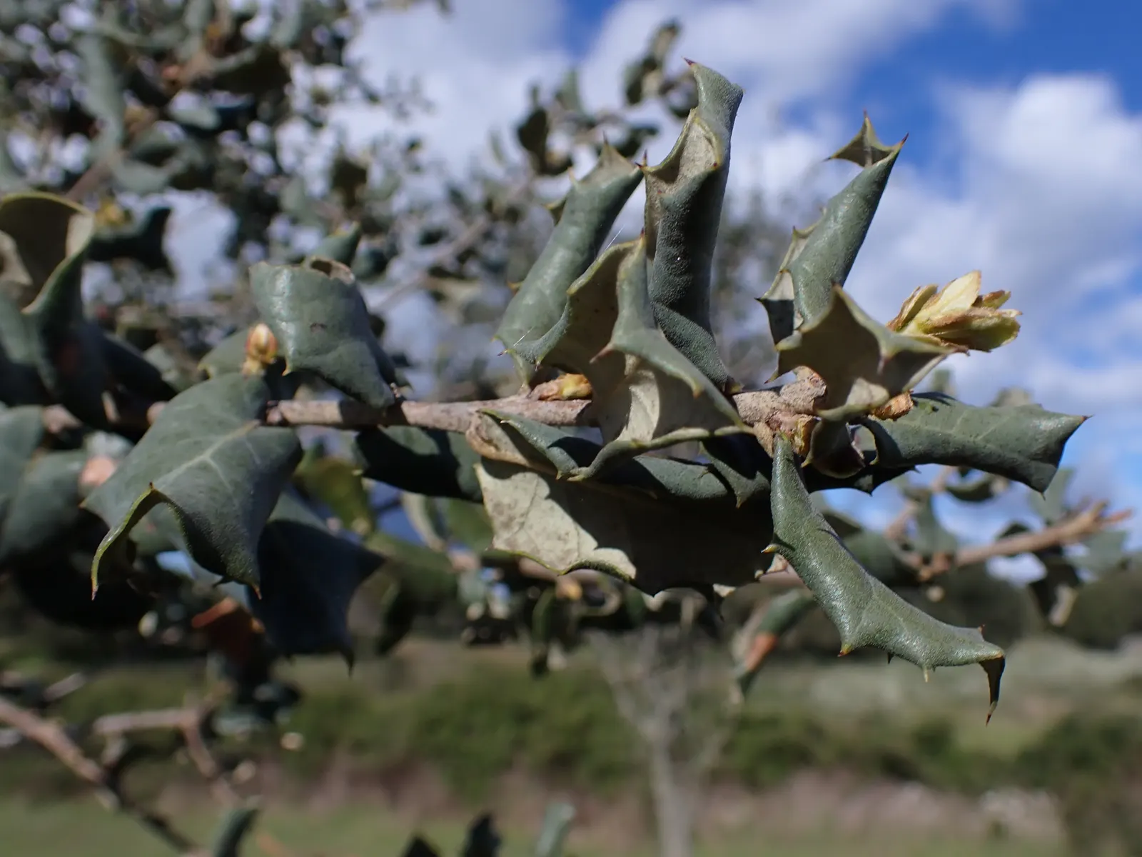 Cork Oak (Quercus Suber) — Cork Oaks are drought-resistant once established, making them ideal for xeriscaping and water-wise gardens; this species, image 56