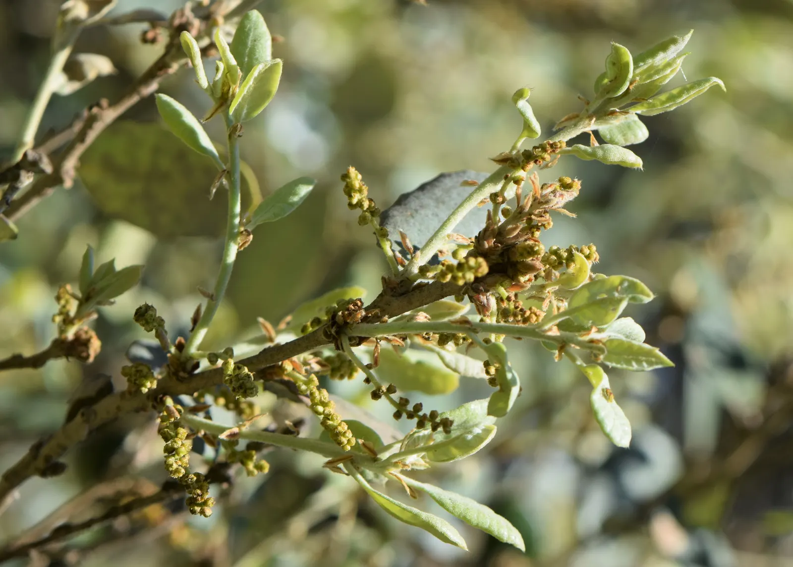 Cork Oak (Quercus Suber) — The Cork Oak (Quercus suber) is a picturesque evergreen; it reaches up to 65 feet tall and 50 feet wide, image 61
