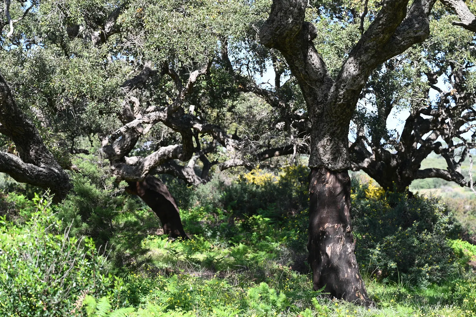 Cork Oak (Quercus Suber) — and when mature can reach heights of 40 to 60 feet; adding Mediterranean charm and offering habitat support with minimal, image 50