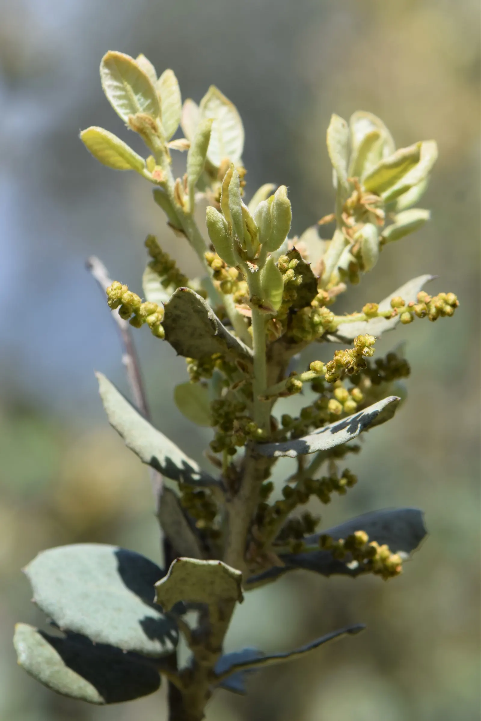 Cork Oak (Quercus Suber) — adding Mediterranean charm and offering habitat support with minimal maintenance requirements