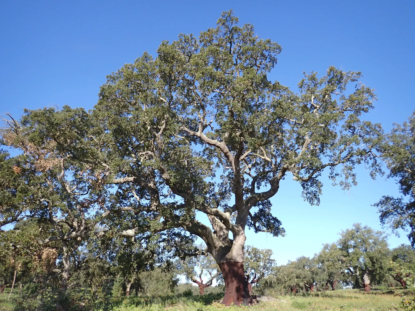 Cork Oak (Quercus Suber) — it's drought-tolerant once established