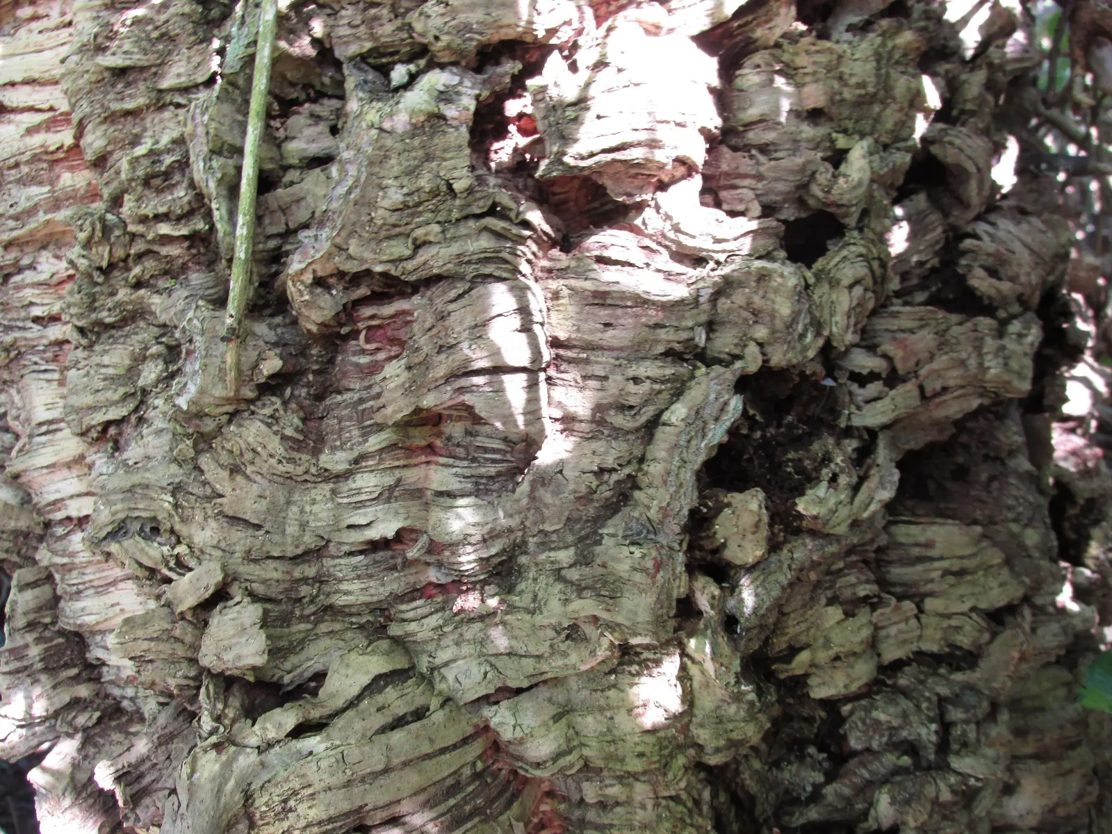 Cork Oak (Quercus Suber) — The leaves are dark green; native to the Mediterranean region