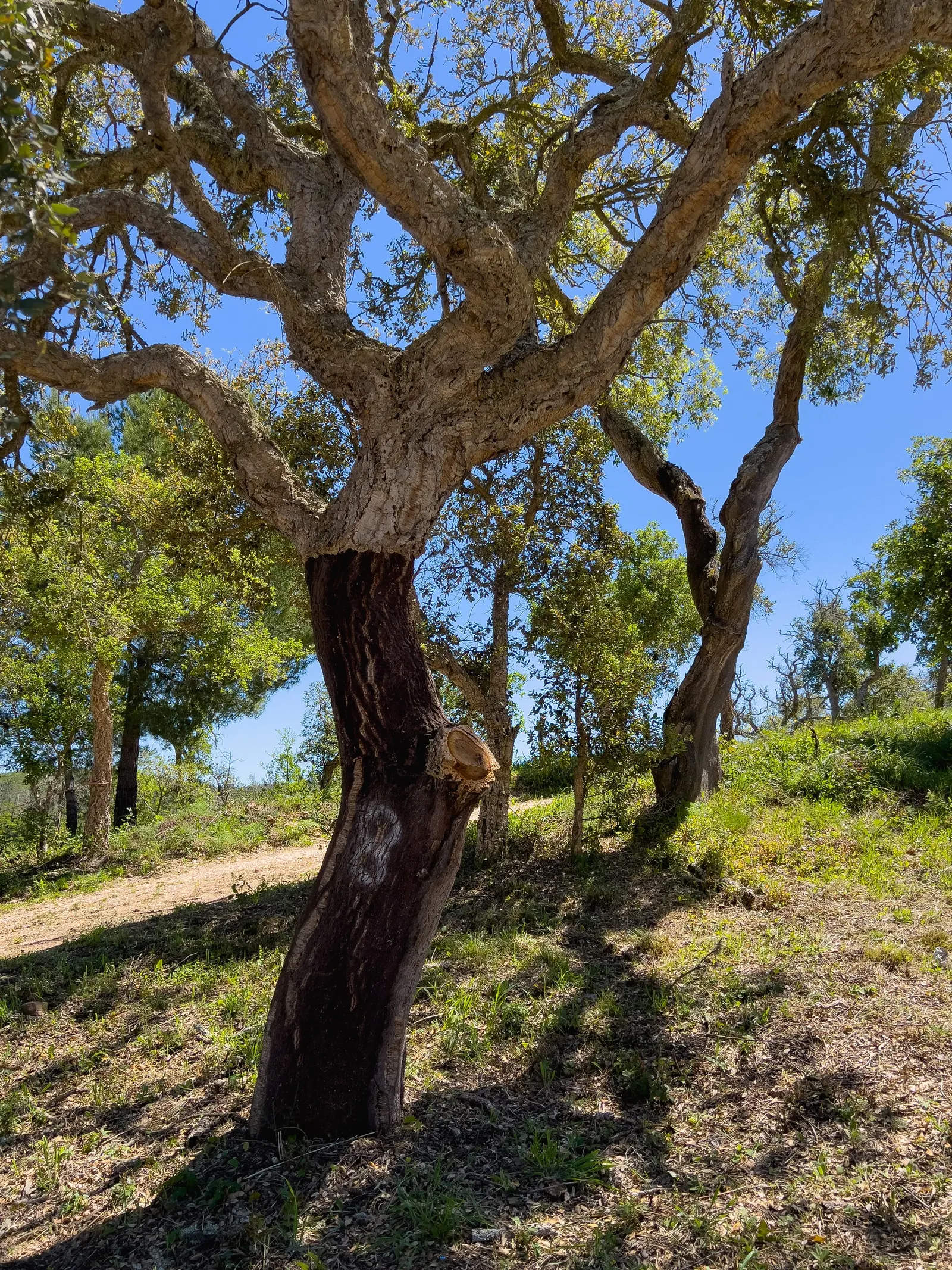 Cork Oak (Quercus Suber) — making it a majestic presence in any landscape design.<br><br>Featuring a broad and rounded canopy; the Cork Oak (Quercus suber) is