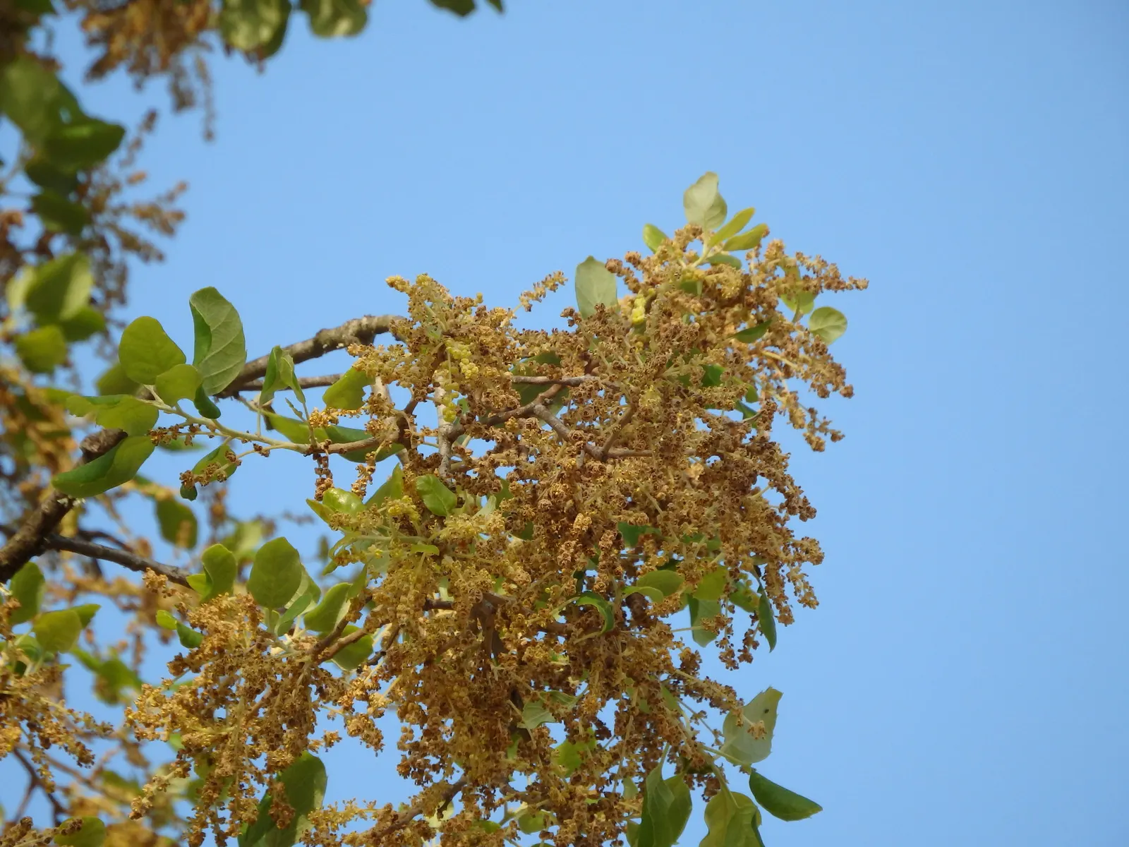 Cork Oak (Quercus Suber) — this species flourishes in USDA hardiness zones 7 through 10