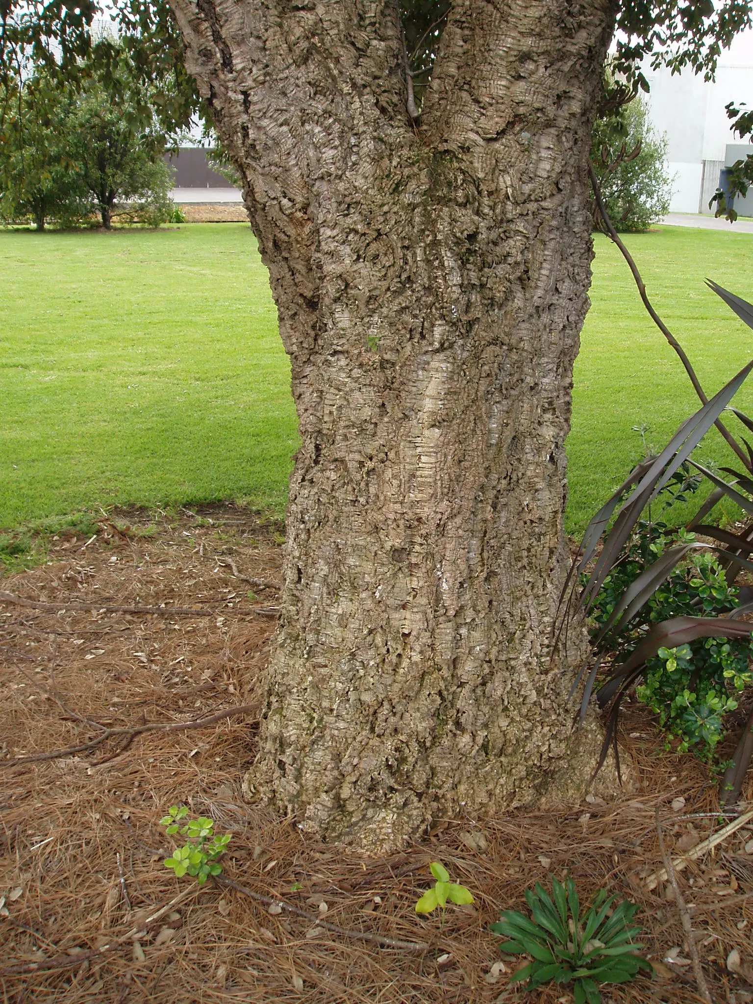 Cork Oak (Quercus Suber) — requiring minimal pruning and care post-establishment; and when mature can reach heights of 40 to 60 feet, image 59