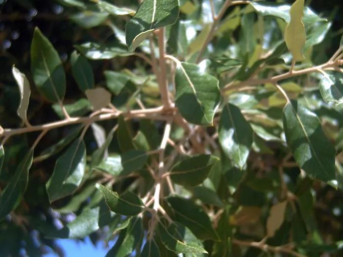 Cork Oak (Quercus Suber) — it reaches up to 65 feet tall and 50 feet wide; favoring well-drained soils and full sun, image 44