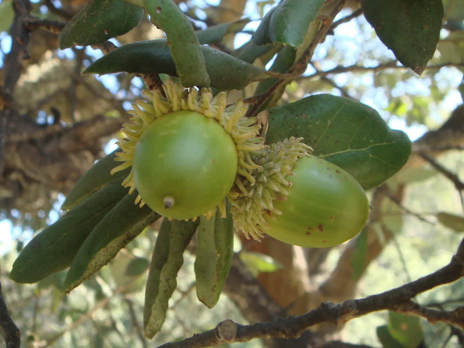Cork Oak (Quercus Suber) — and about 1.5 to 3 inches long; though it tolerates partial shade, image 54