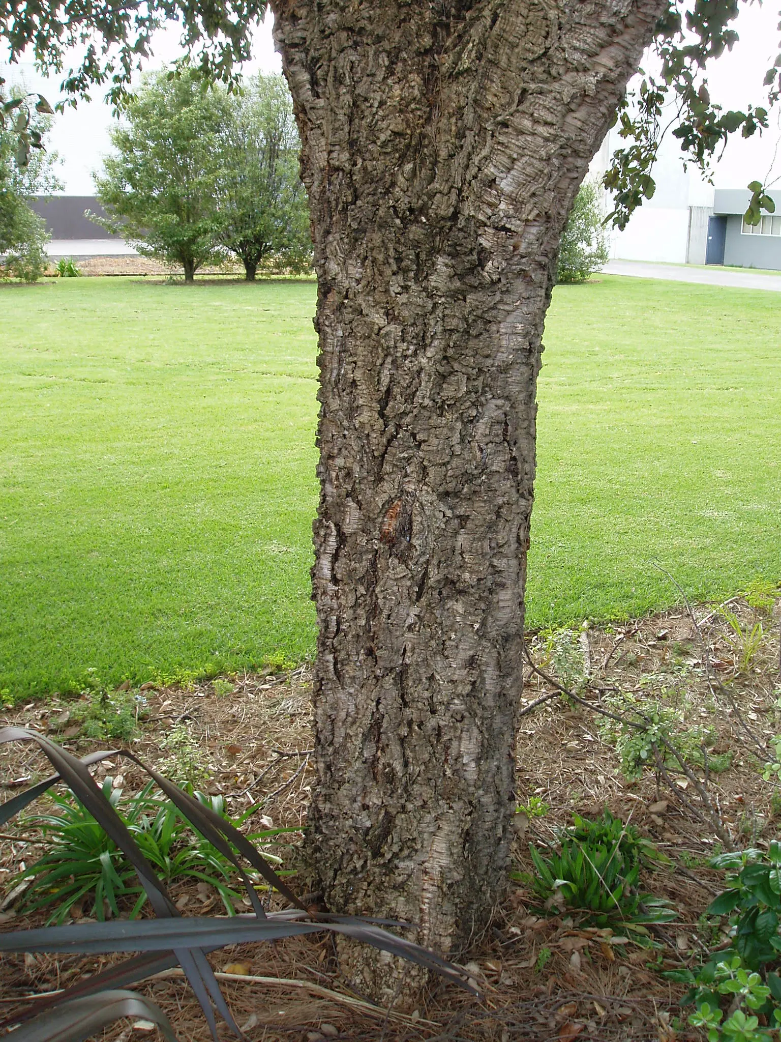 Cork Oak (Quercus Suber) — and when mature can reach heights of 40 to 60 feet