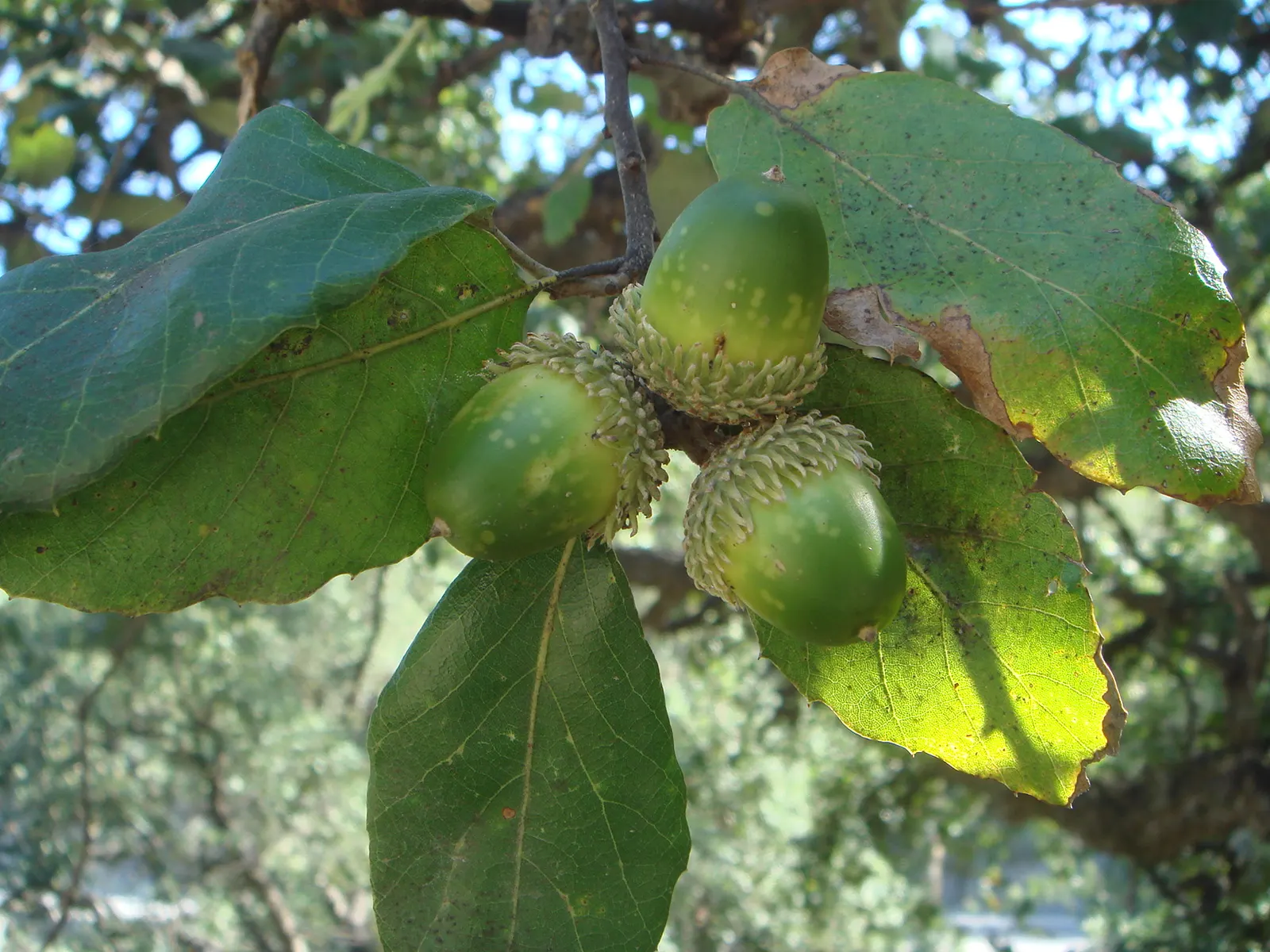 Cork Oak (Quercus Suber) — Bear in mind the potential size of the tree; renewable bark used in cork production, image 58