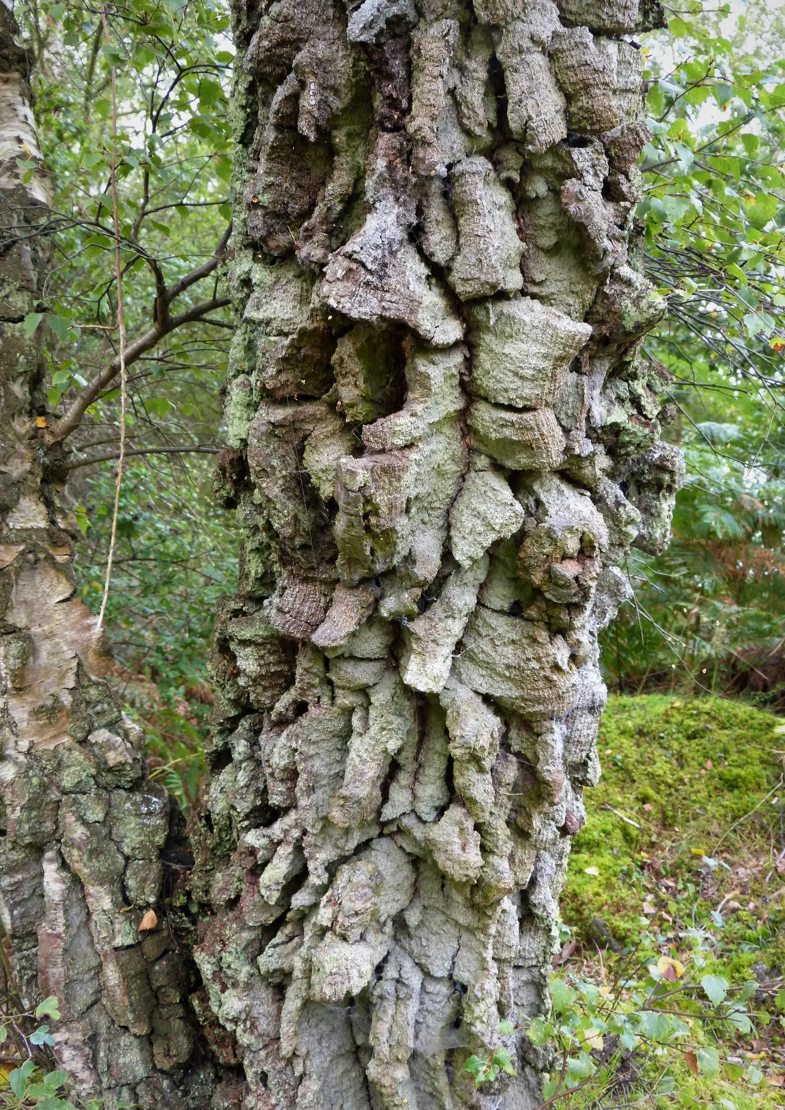 Cork Oak (Quercus Suber) — this species flourishes in USDA hardiness zones 7 through 10; tree for full