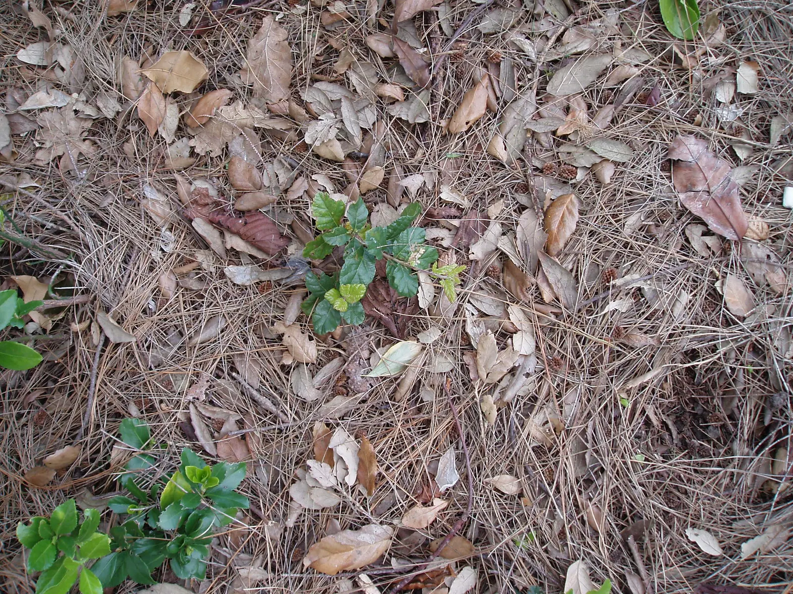 Cork Oak (Quercus Suber) — favoring well-drained soils and full sun; making it a majestic presence in any landscape design.<br><br>Featuring a broad and