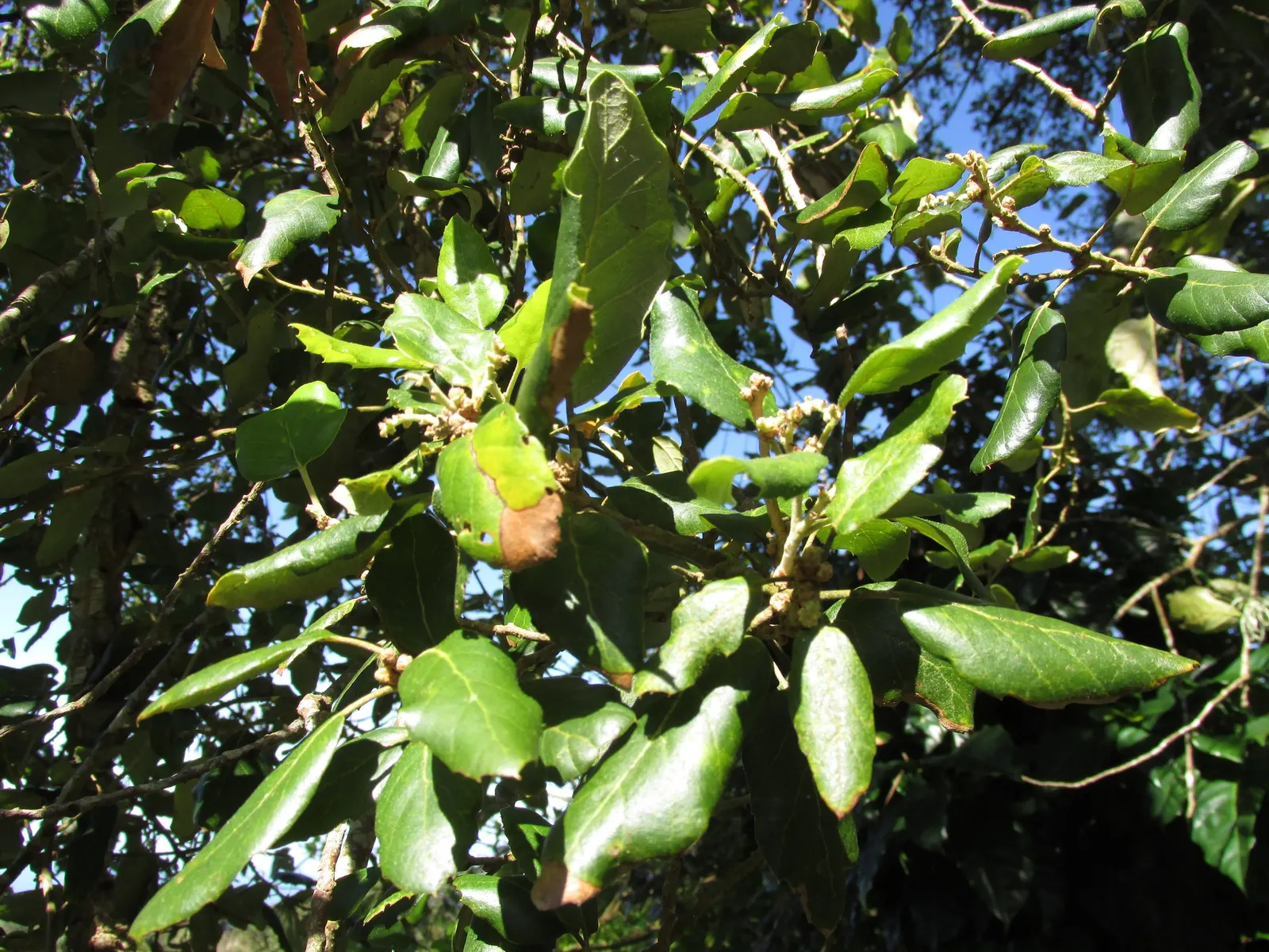Cork Oak (Quercus Suber) — renewable bark used in cork production; bear in mind the potential size of the tree, image 43