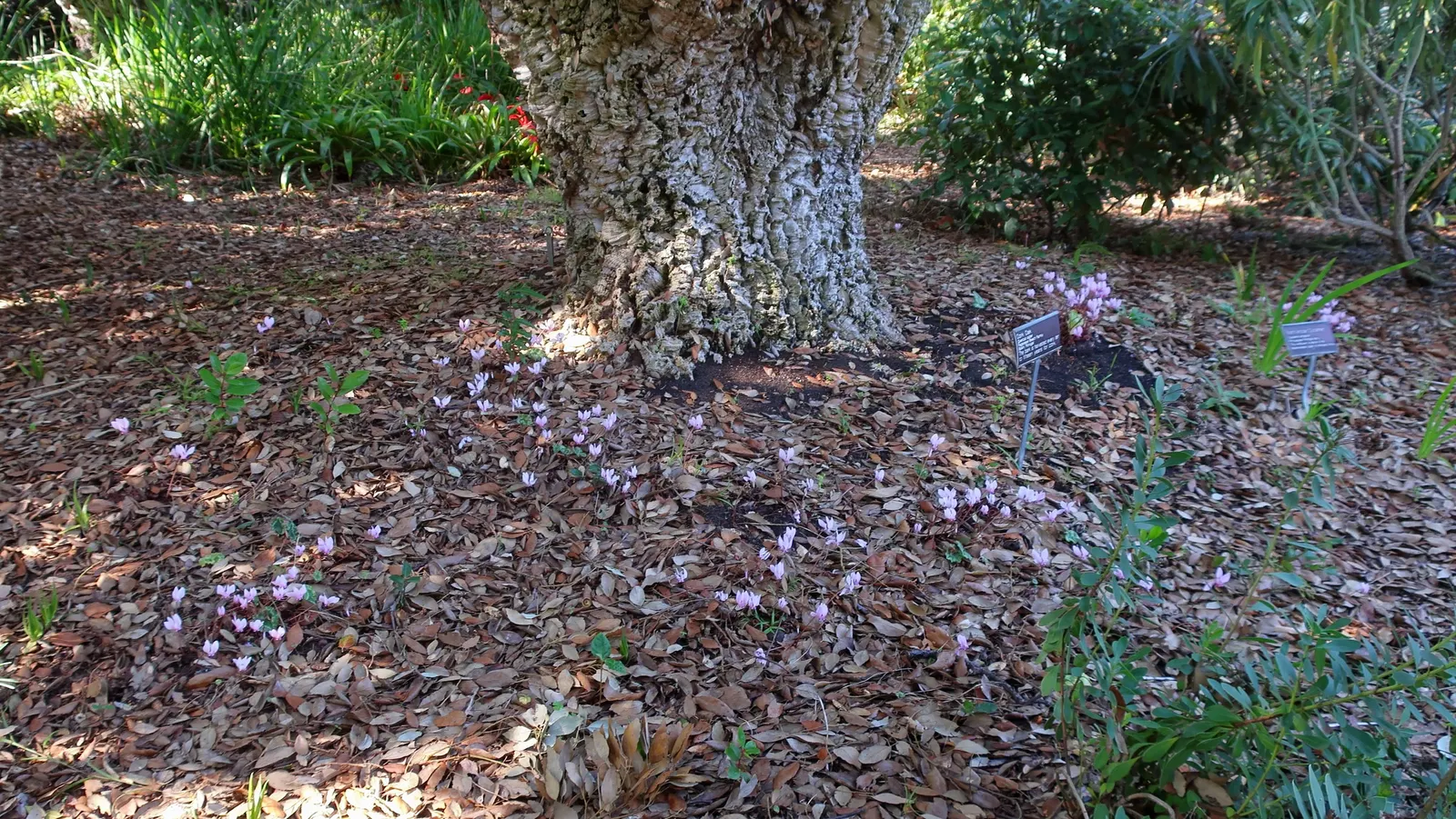 Cork Oak (Quercus Suber) — With a moderate growth rate; cork Oaks are drought-resistant once established, making them ideal for xeriscaping and water-wise