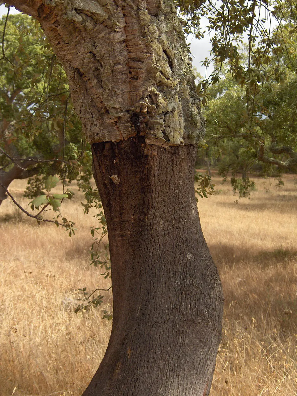 Cork Oak (Quercus Suber) — The leaves are dark green; native to the Mediterranean region, image 53