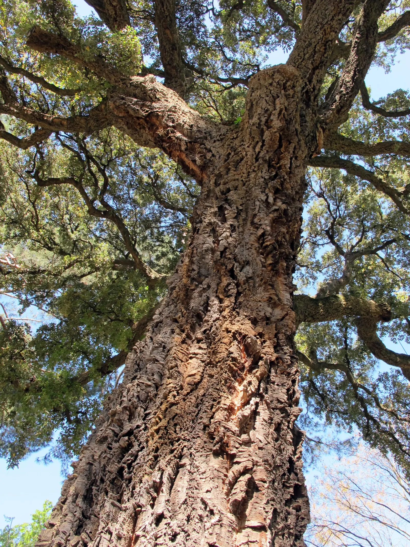 Cork Oak (Quercus Suber) — Native to the Mediterranean region; the leaves are dark green