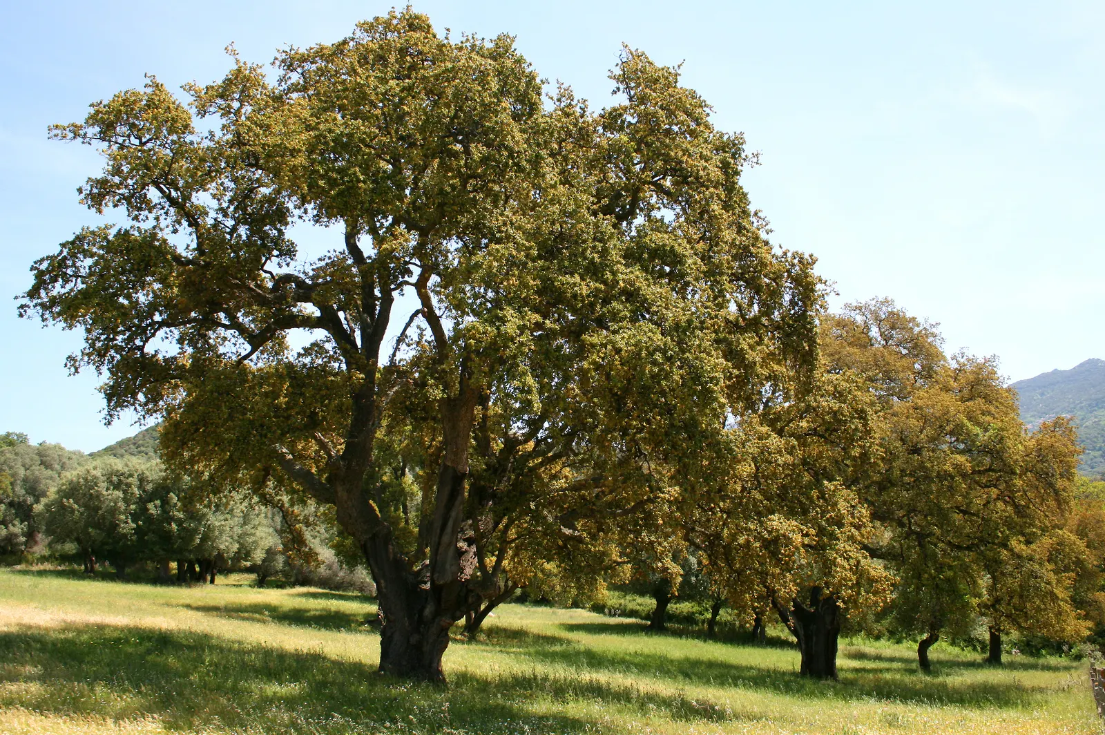 Cork Oak (Quercus Suber) — adding Mediterranean charm and offering habitat support with minimal maintenance requirements; it's drought-tolerant once established