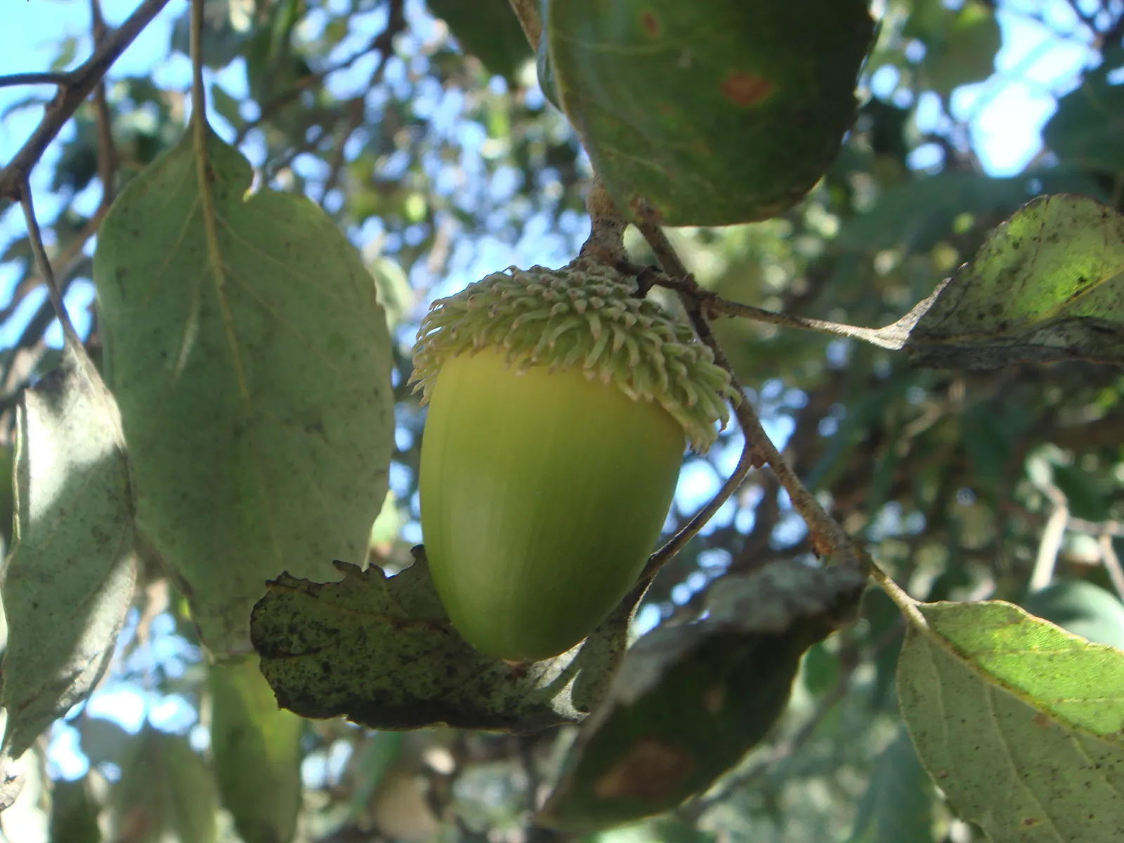 Cork Oak (Quercus Suber) — With a moderate growth rate; cork Oaks are drought-resistant once established, making them ideal for xeriscaping and, image 57