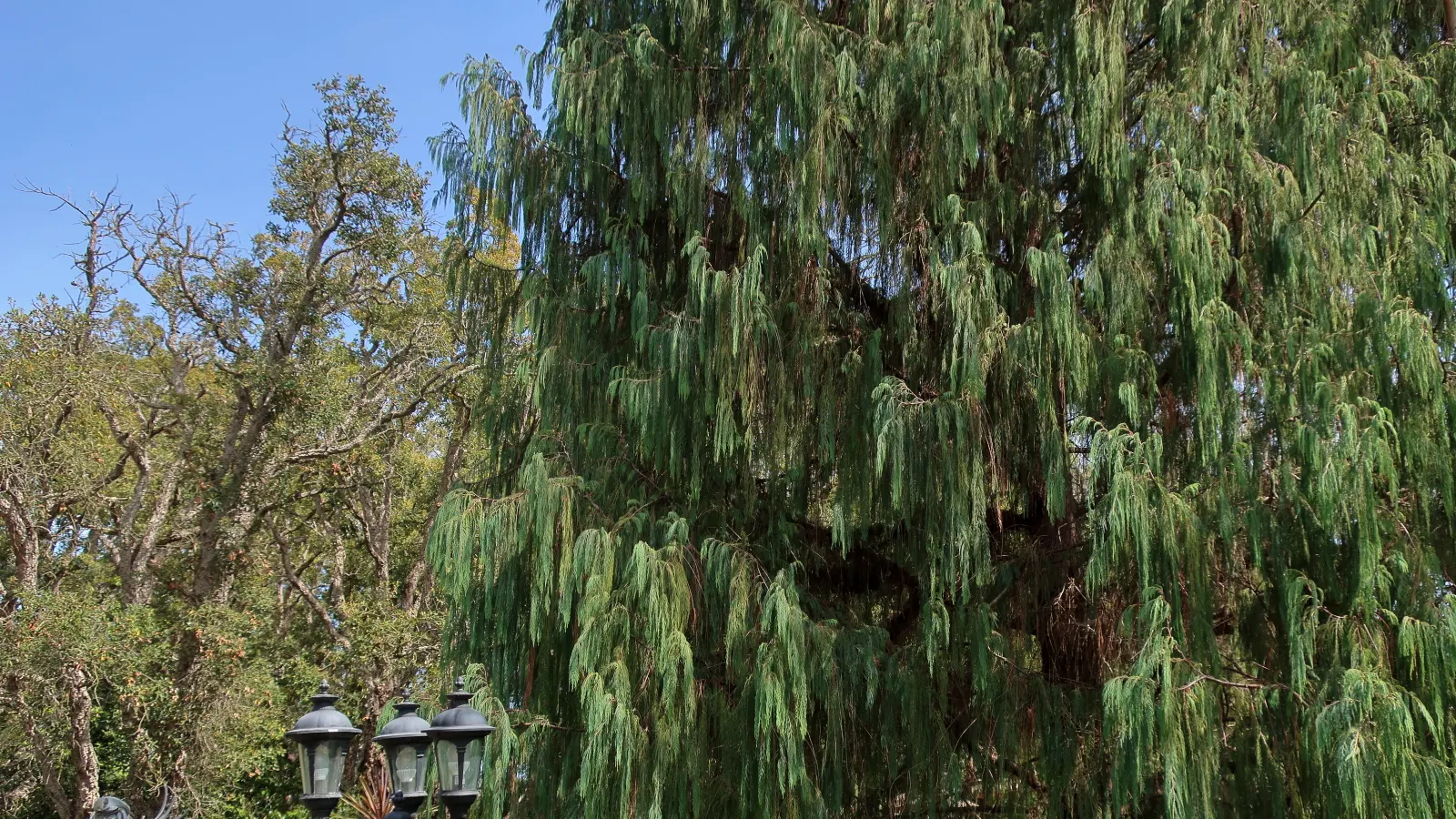 Cork Oak (Quercus Suber) — renewable bark used in cork production; bear in mind the potential size of the tree