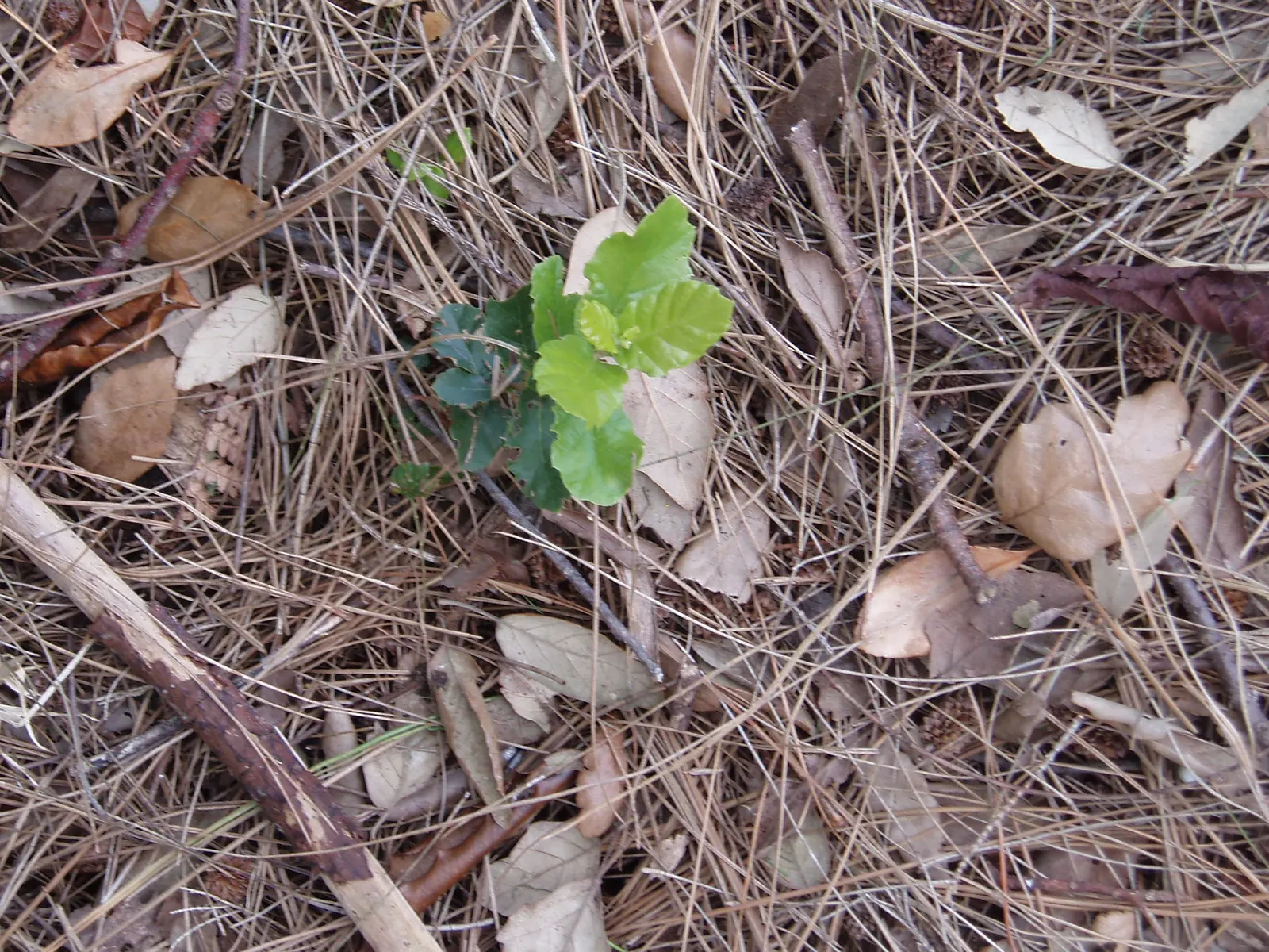 Cork Oak (Quercus Suber) — it's drought-tolerant once established; requiring minimal pruning and care post-establishment