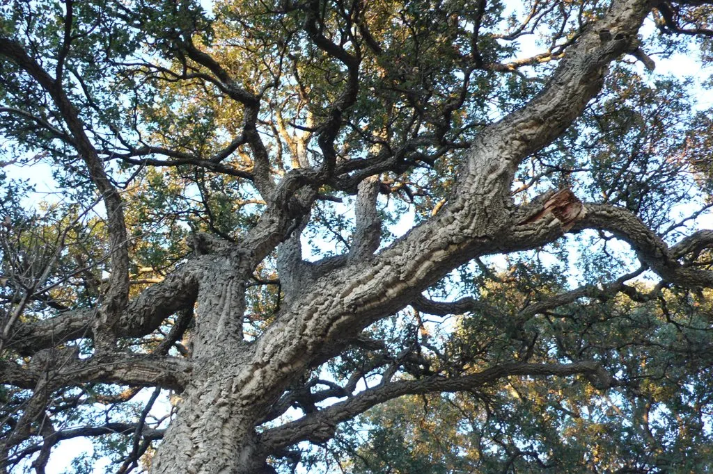 Cork Oak (Quercus Suber) — Bear in mind the potential size of the tree
