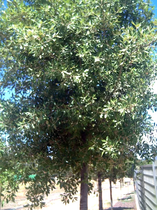 Cork Oak (Quercus Suber) — adding Mediterranean charm and offering habitat support with minimal maintenance requirements; it's drought-tolerant, image 47