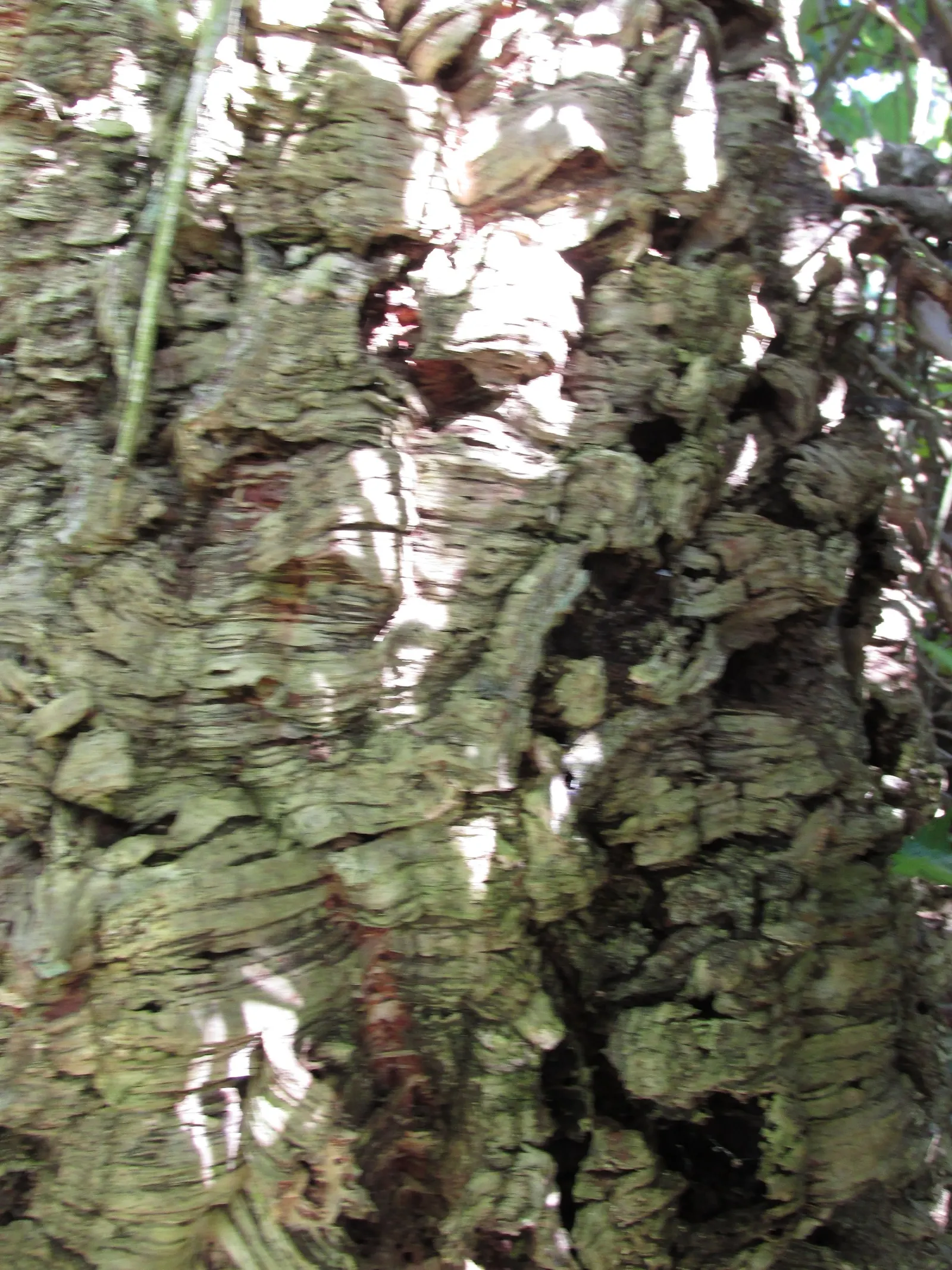 Cork Oak (Quercus Suber) — and when mature can reach heights of 40 to 60 feet; adding Mediterranean charm and offering habitat support with minimal maintenance