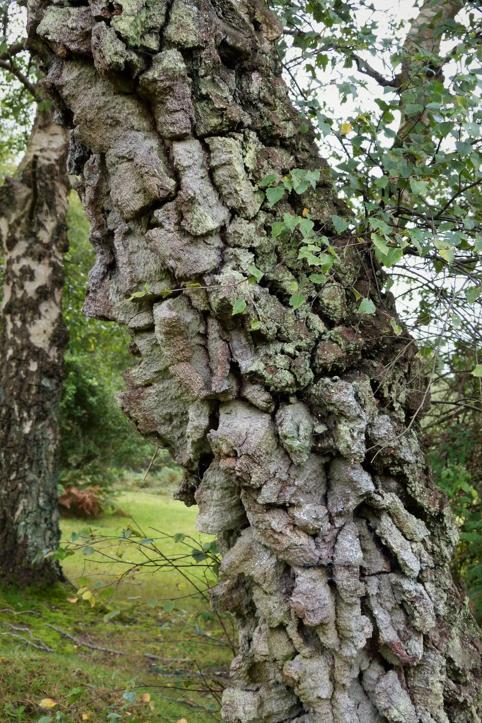 Cork Oak (Quercus Suber) — and about 1.5 to 3 inches long; though it tolerates partial shade