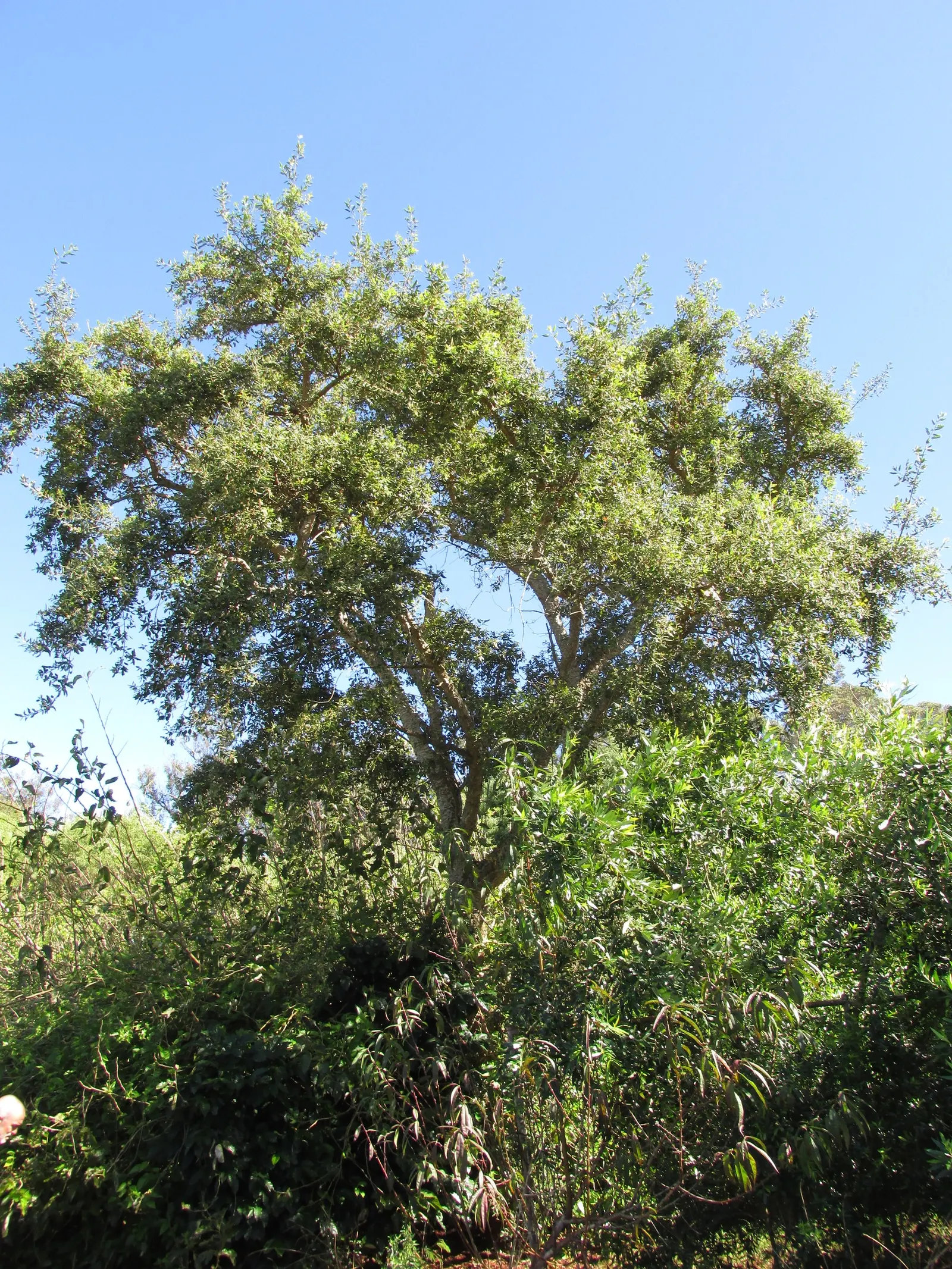 Cork Oak (Quercus Suber) — though it tolerates partial shade; known for its richly fissured, image 55
