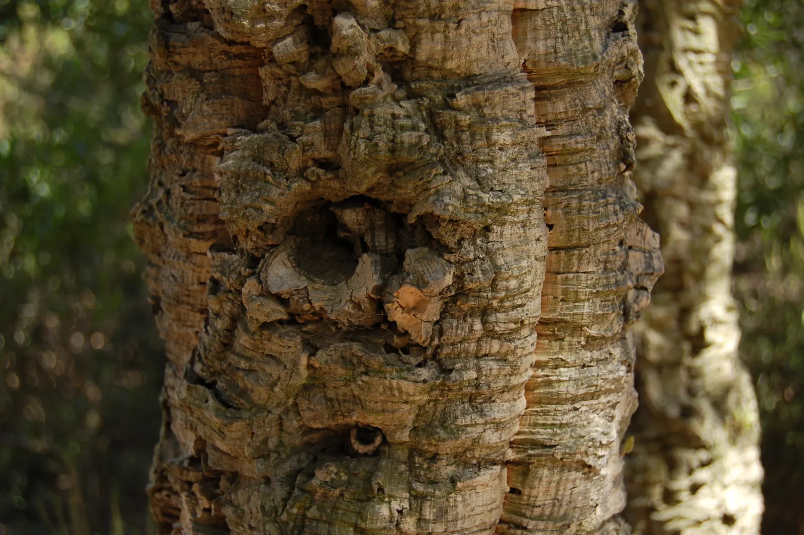 Cork Oak (Quercus Suber) — known for its richly fissured; with a spread of 30 to 50 feet, image 42
