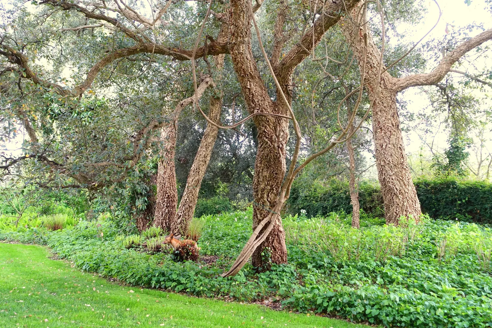 Cork Oak (Quercus Suber) — With a moderate growth rate