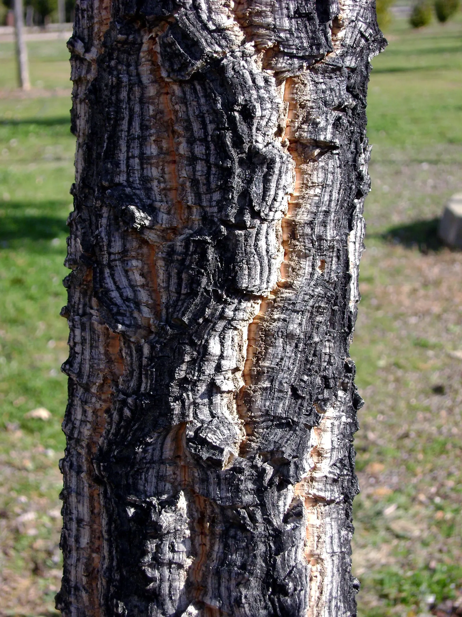Cork Oak (Quercus Suber) — with a spread of 30 to 50 feet; and about 1.5 to 3 inches long