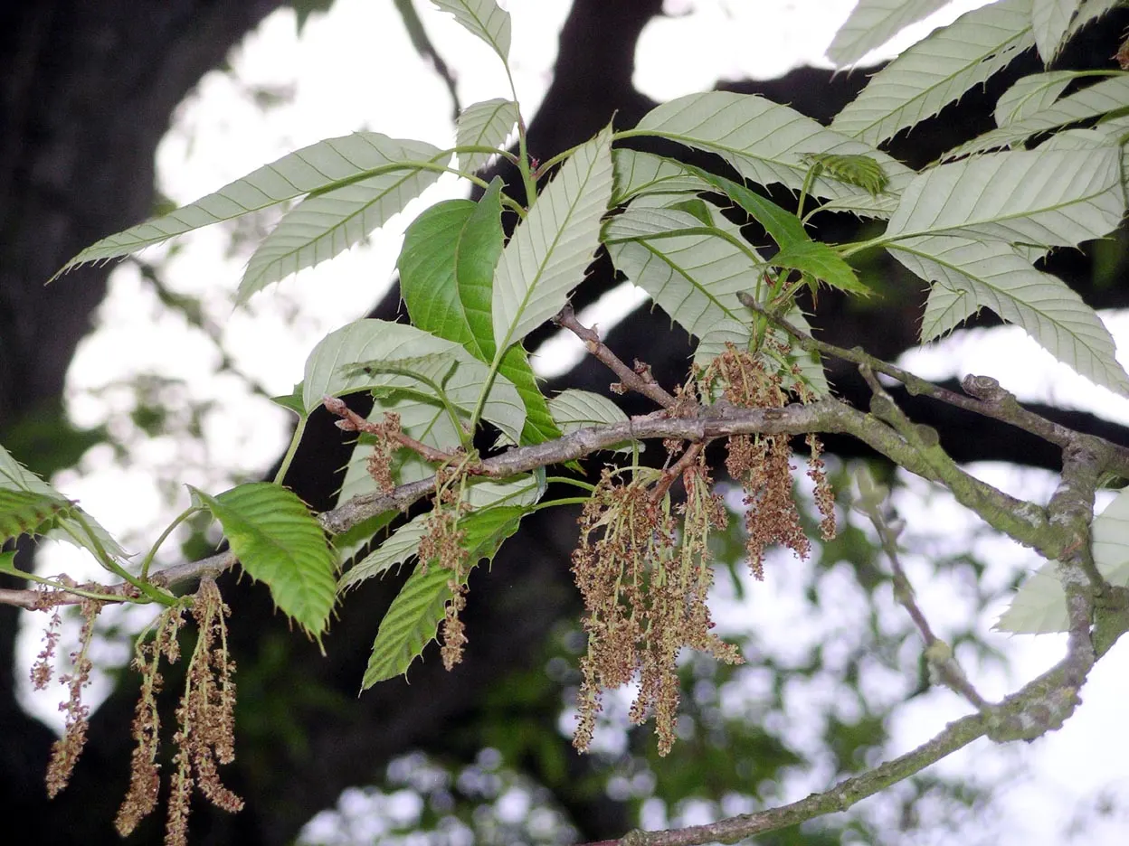 Cork Oak (Quercus Suber) — tree for full