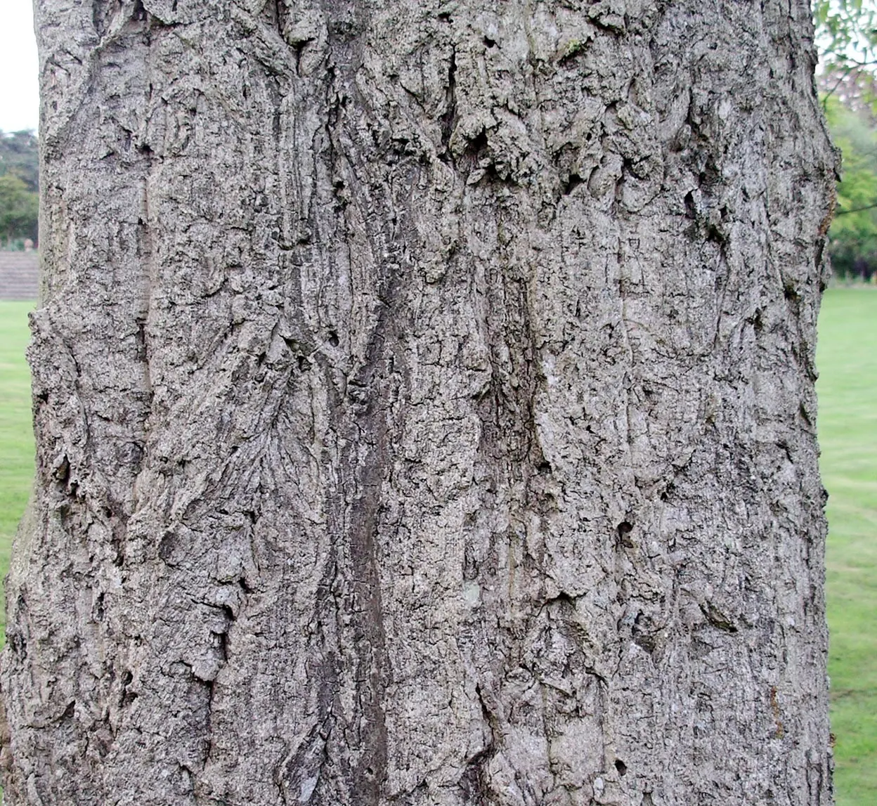 Cork Oak (Quercus Suber) — requiring minimal pruning and care post-establishment