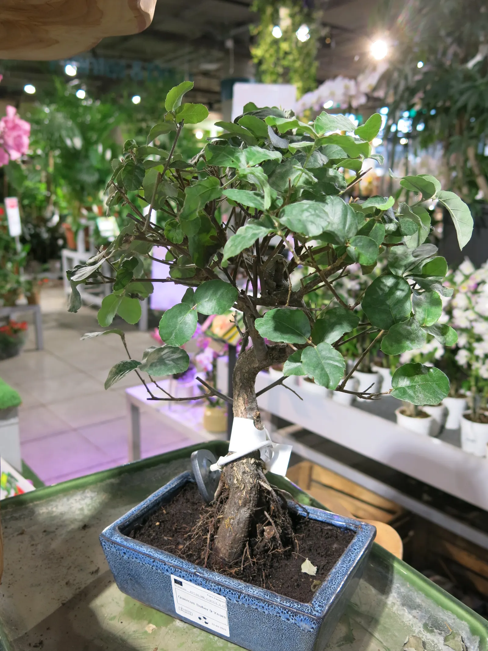 Cork Oak (Quercus Suber) — this species flourishes in USDA hardiness zones 7 through 10; tree for full, image 49