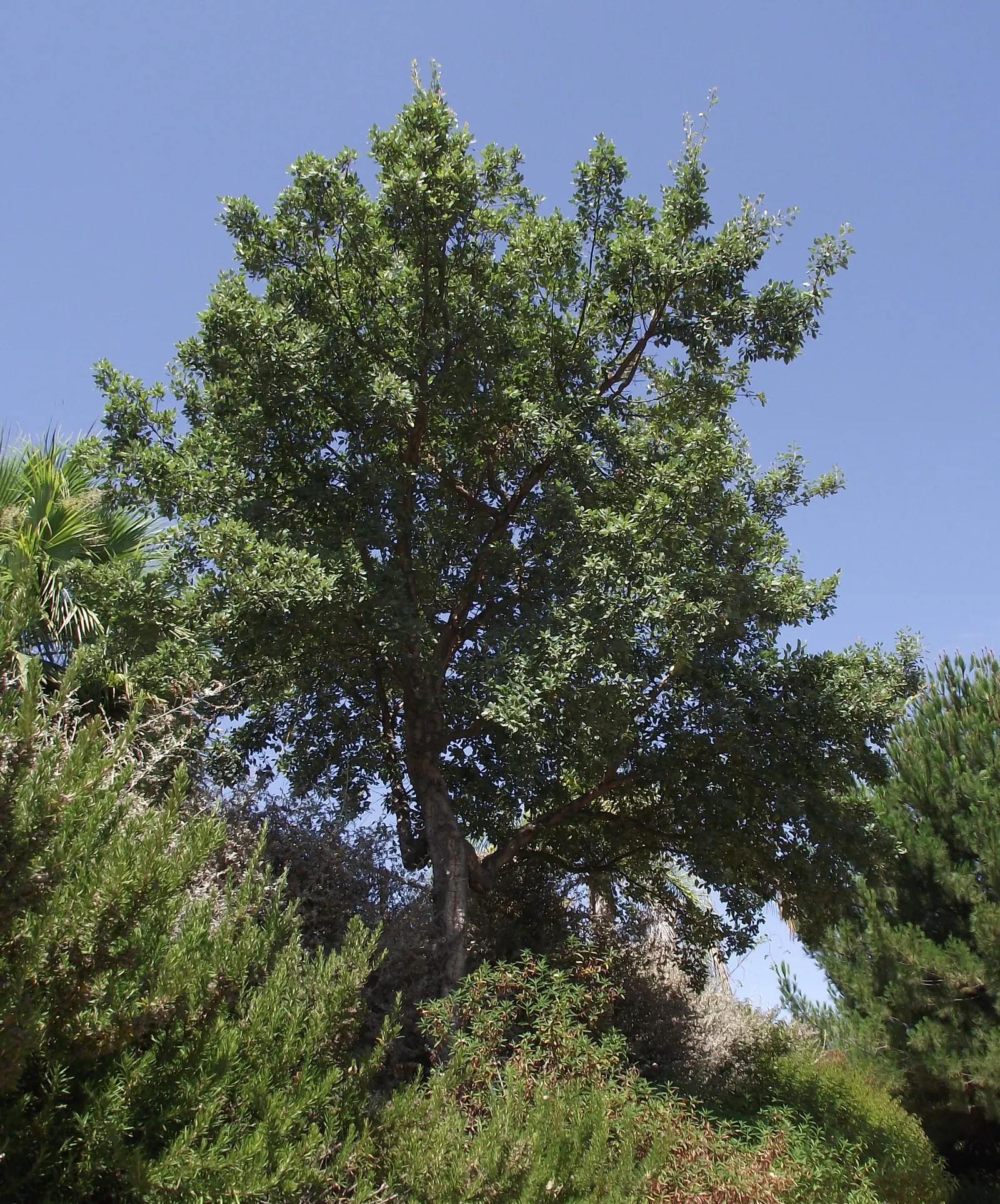 Cork Oak (Quercus Suber) — though it tolerates partial shade