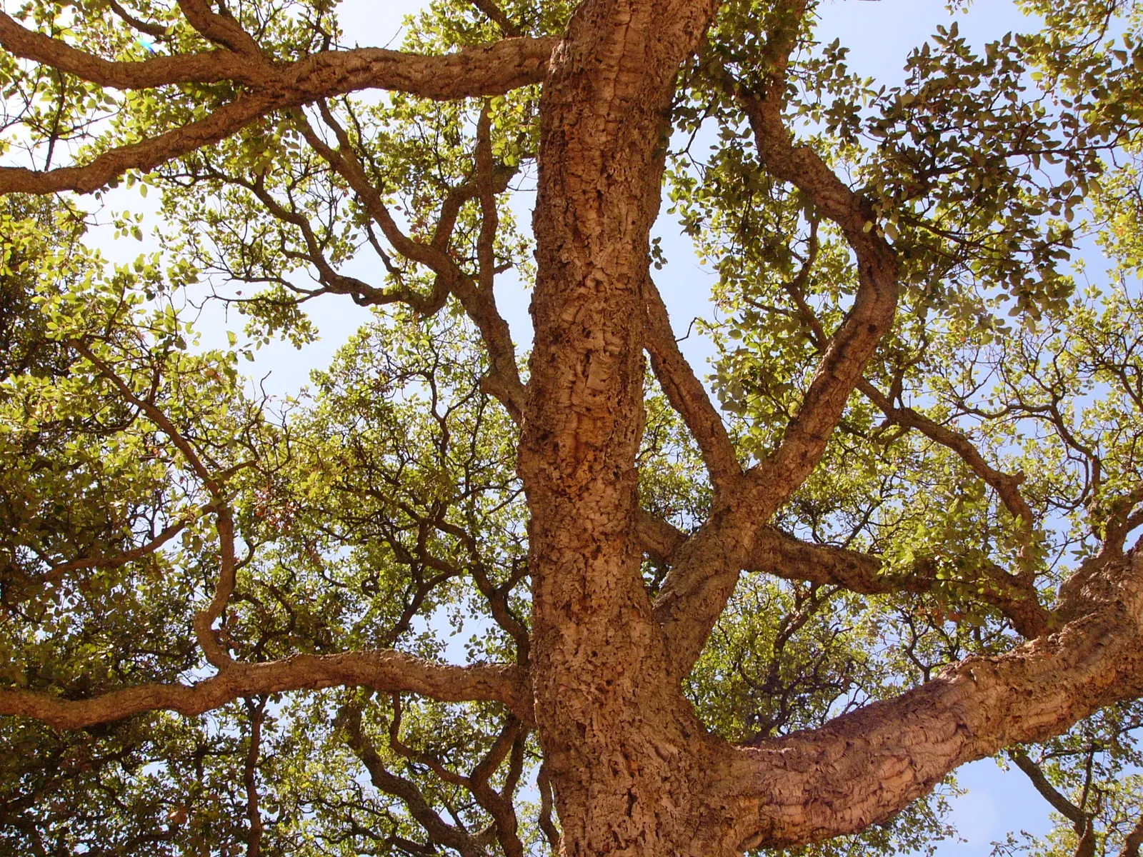 Cork Oak (Quercus Suber) — The Cork Oak (Quercus suber) is a picturesque evergreen; it reaches up to 65 feet tall and 50 feet wide, image 41