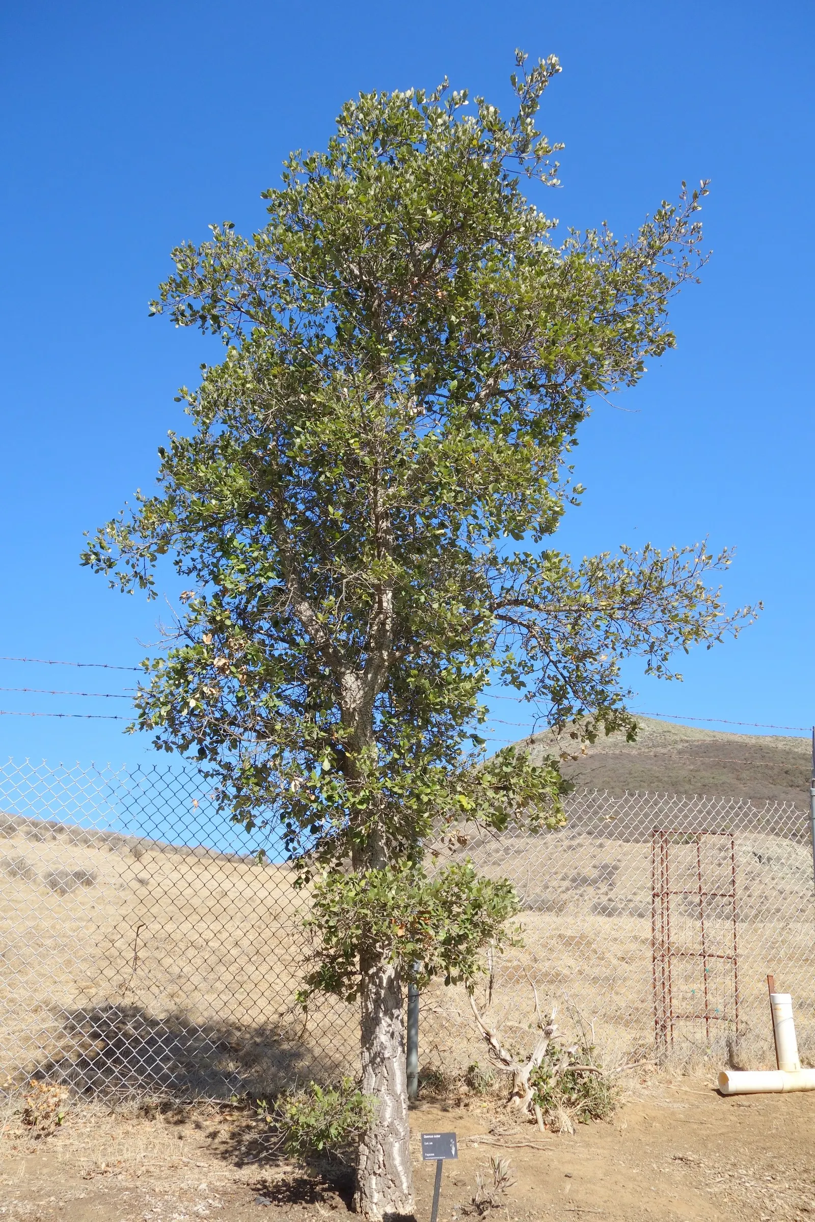 Cork Oak (Quercus Suber) — making it a majestic presence in any landscape design.<br><br>Featuring a broad and rounded canopy