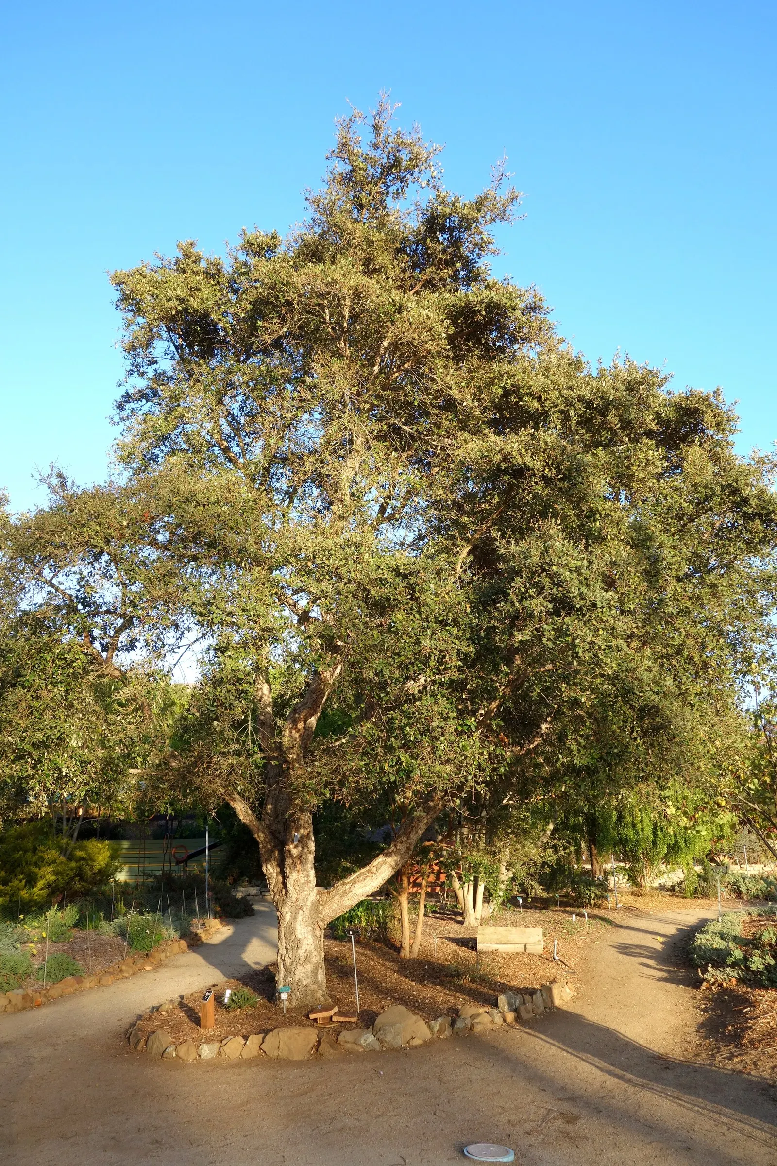 Cork Oak (Quercus Suber) — with a spread of 30 to 50 feet