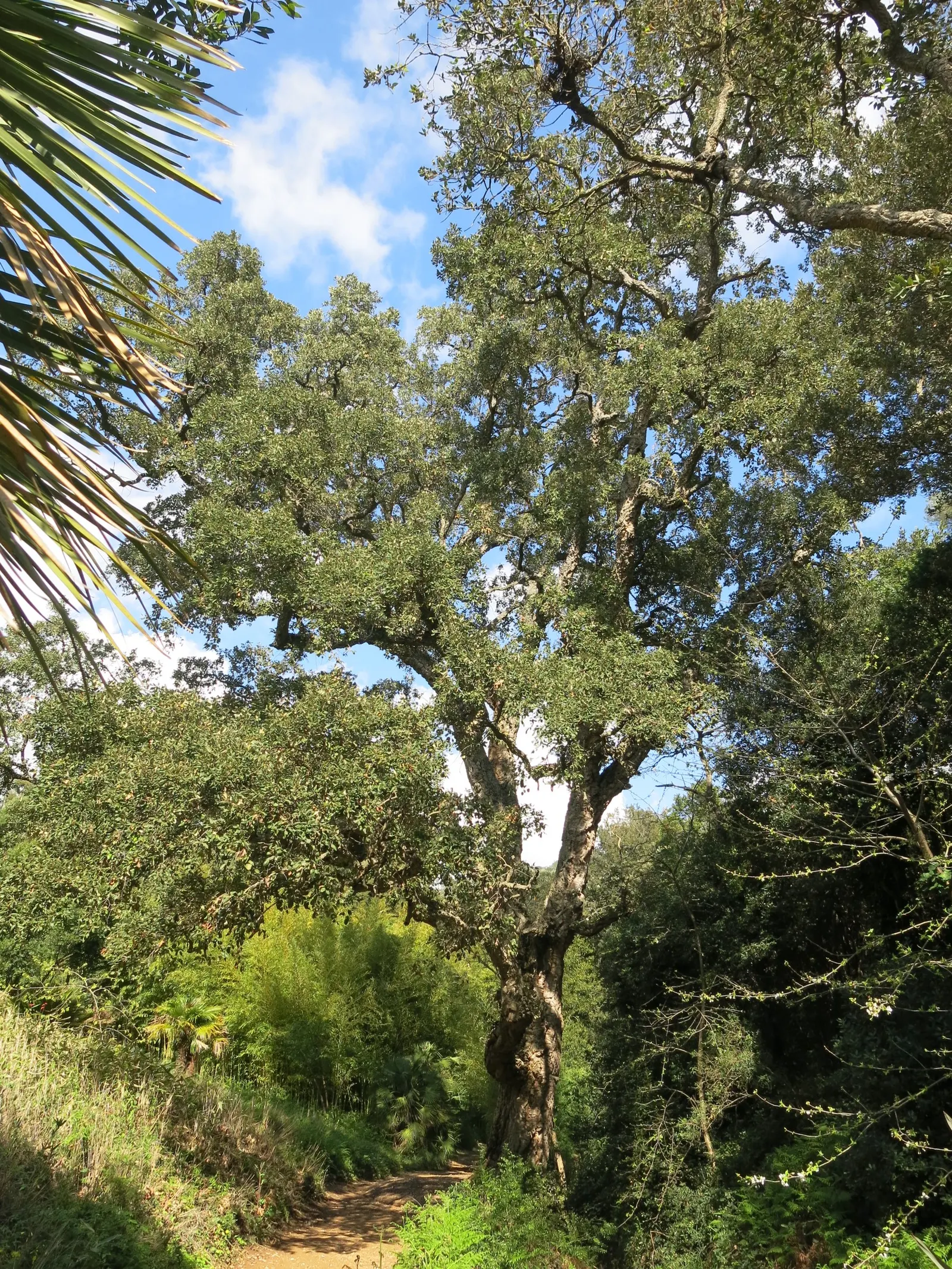 Cork Oak (Quercus Suber) — known for its richly fissured; with a spread of 30 to 50 feet
