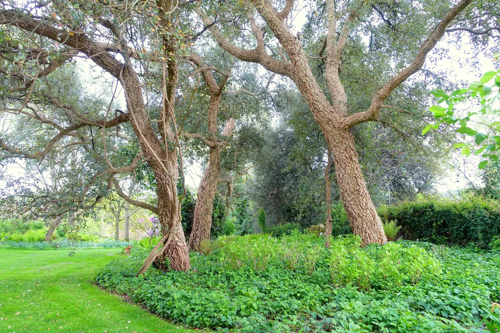 Cork Oak (Quercus Suber) — tree for full; with a moderate growth rate, image 60