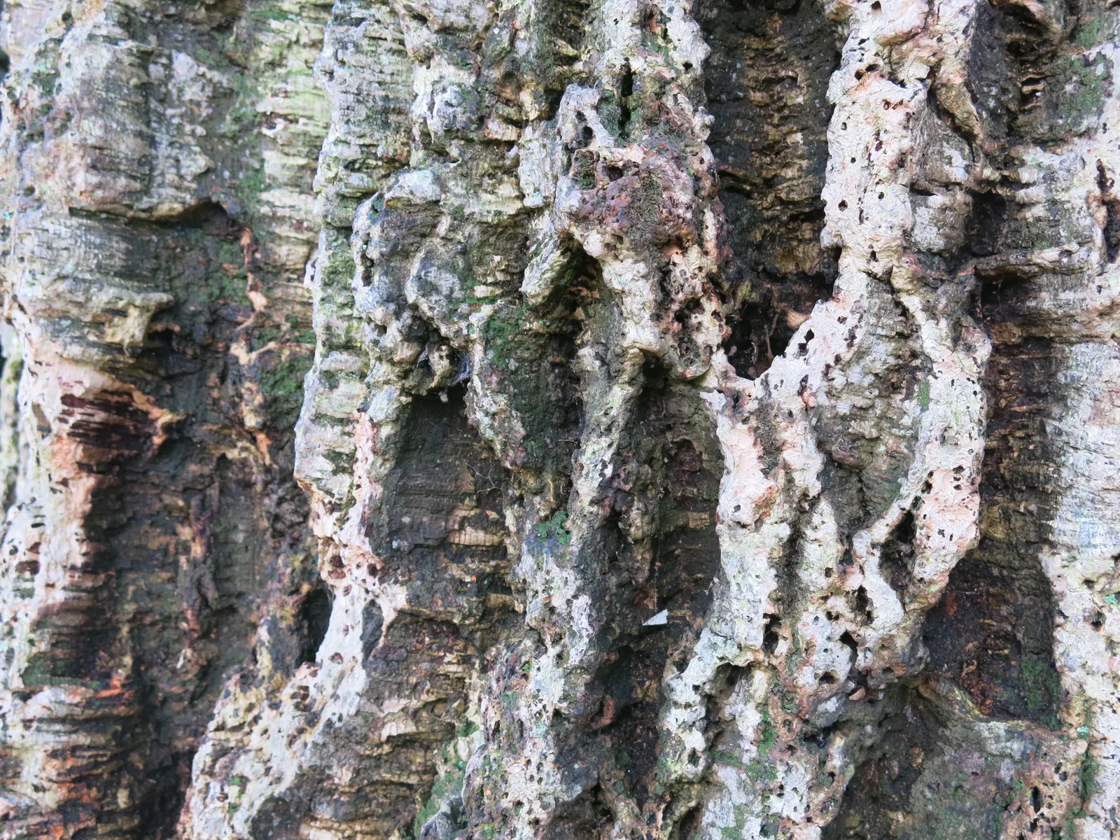 Cork Oak (Quercus Suber) — Cork Oaks are drought-resistant once established, making them ideal for xeriscaping and water-wise gardens