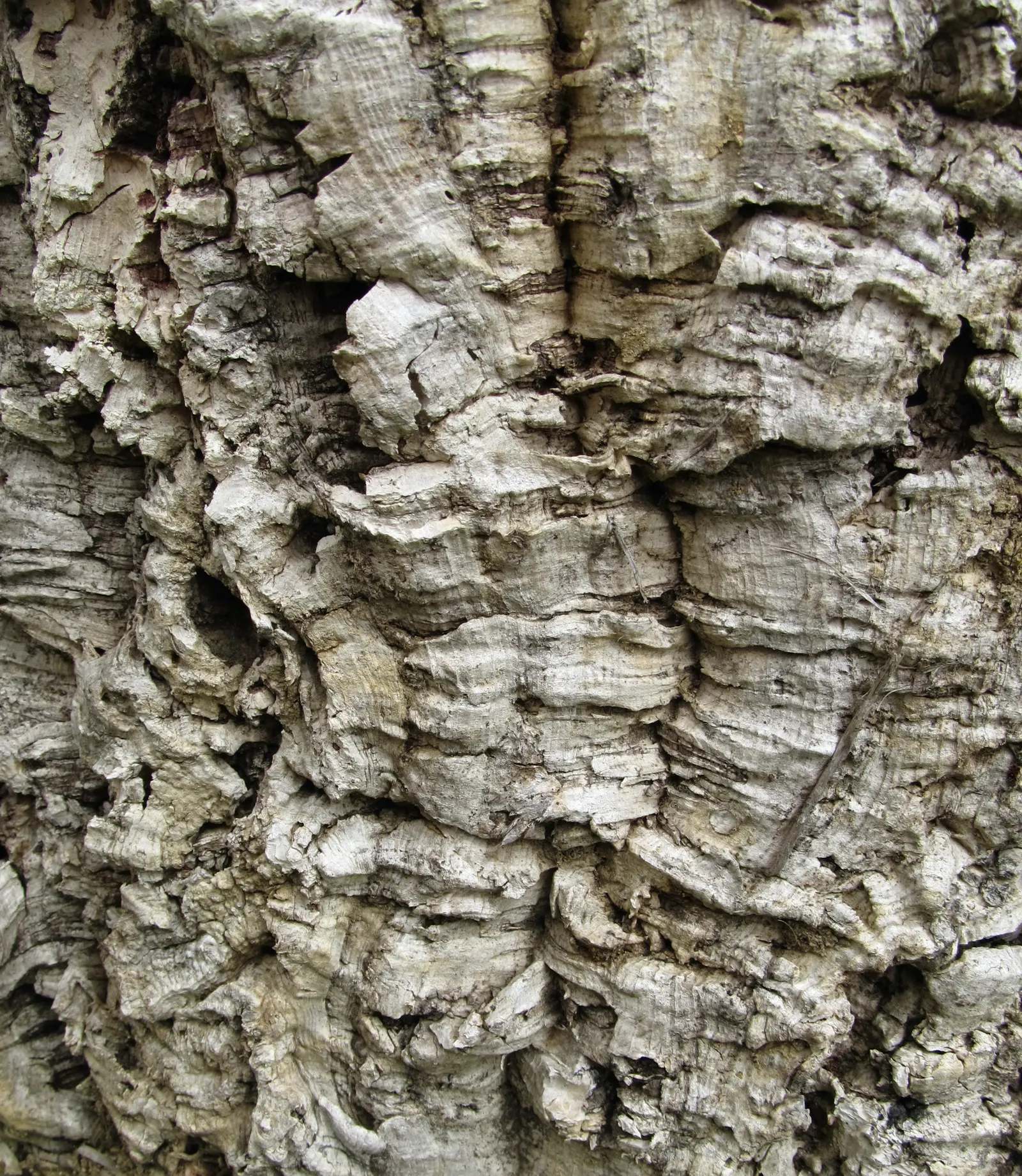 Cork Oak (Quercus Suber) — though it tolerates partial shade; known for its richly fissured